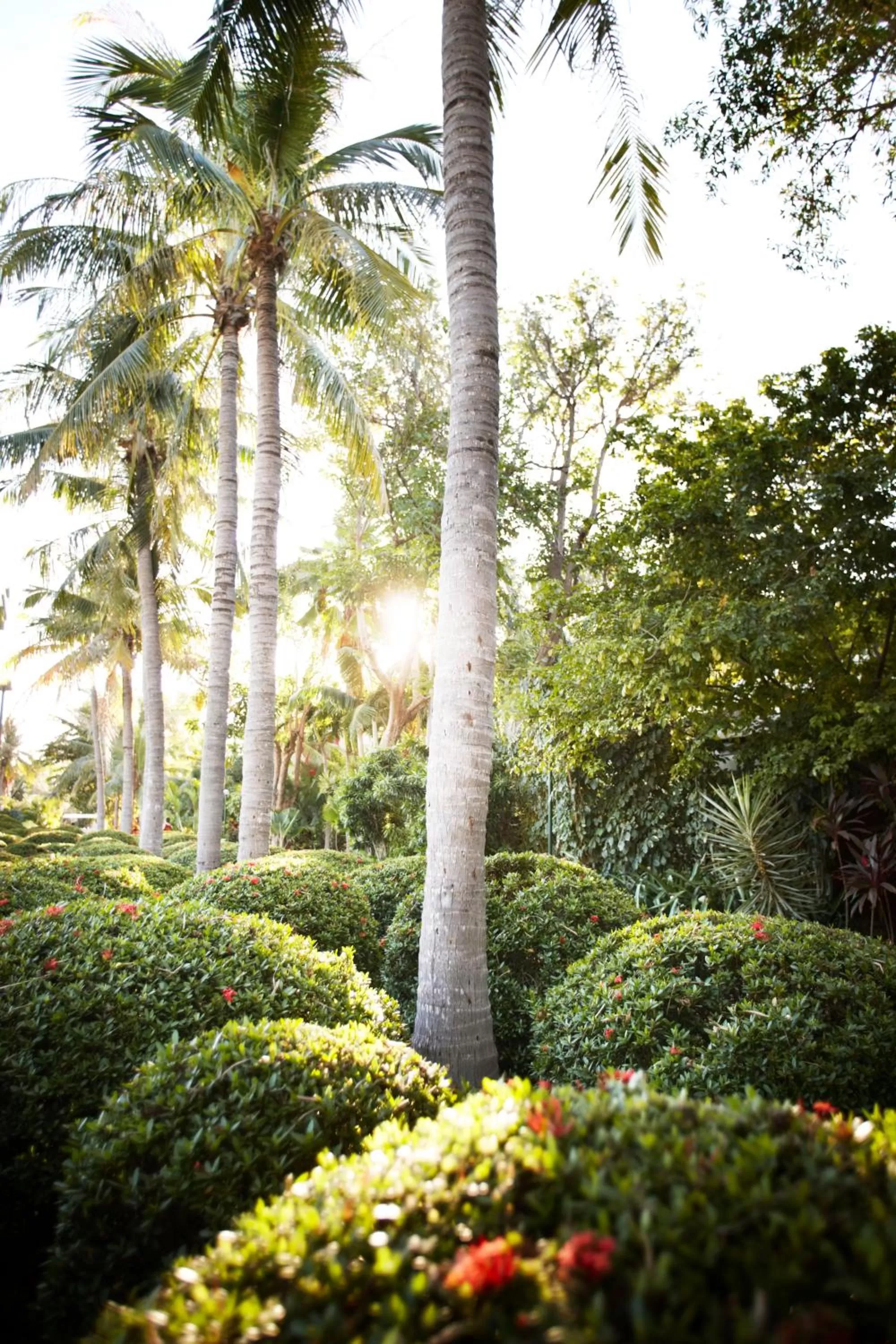 Garden in Cable Beach Club Resort & Spa