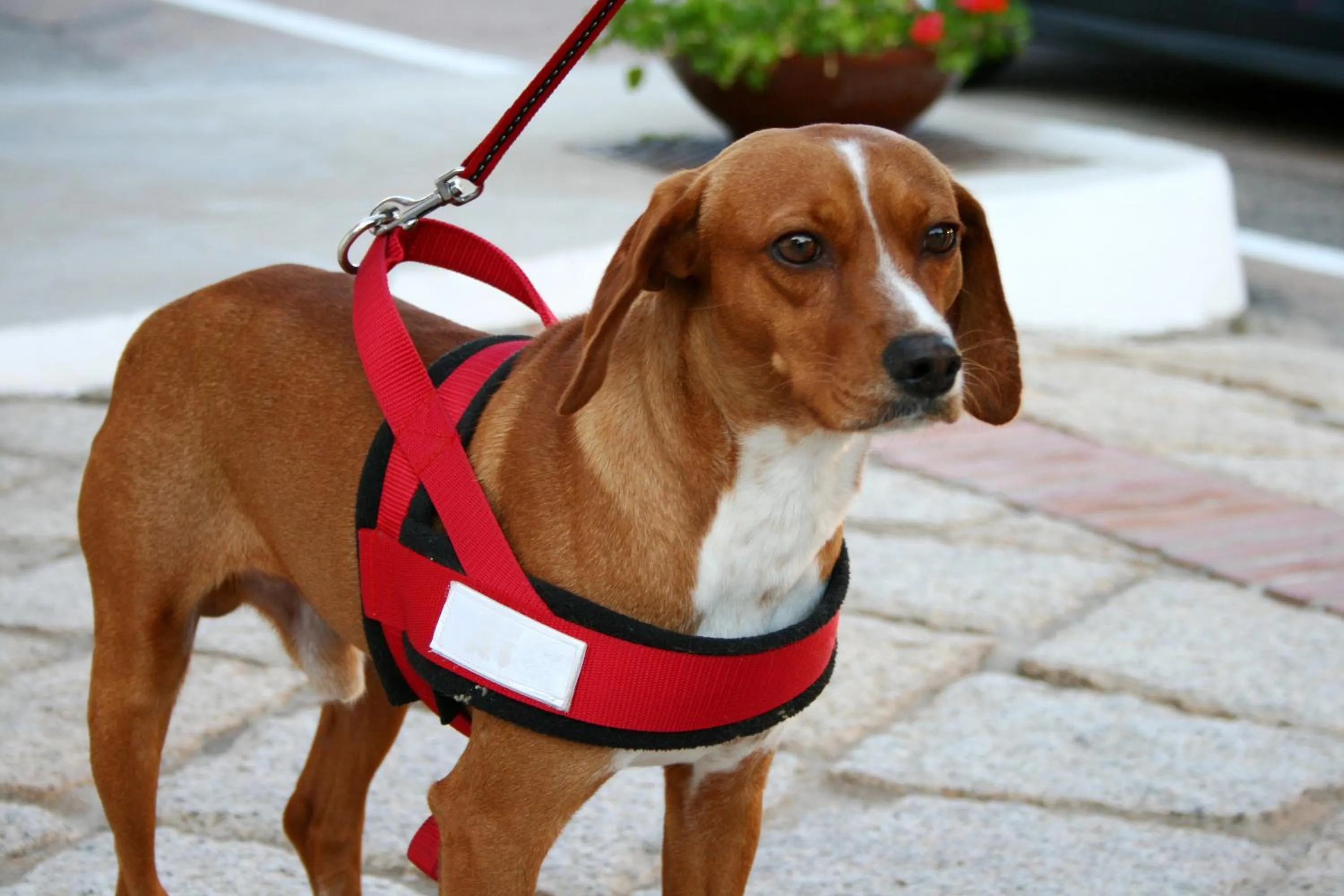 Pets in Hotel Luci di la Muntagna