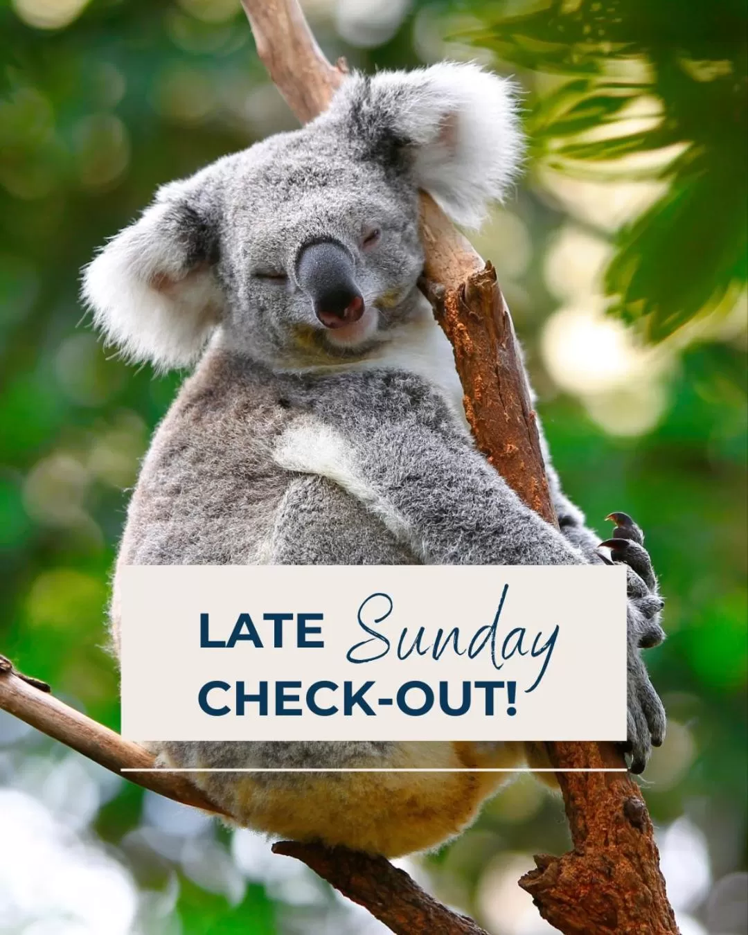 Text overlay in Noosa North Shore Retreat