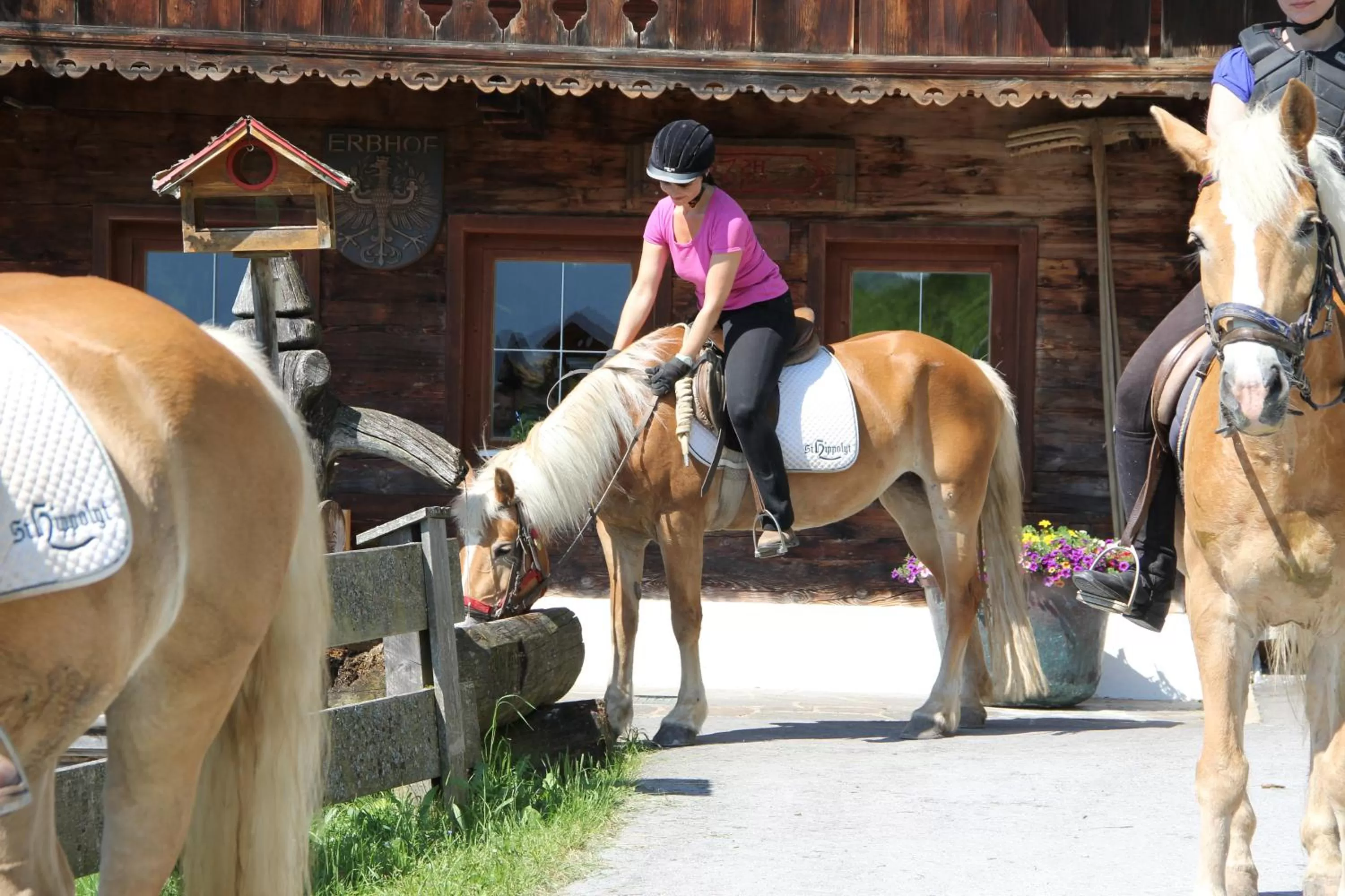 Day in Hotel Haflingerhof