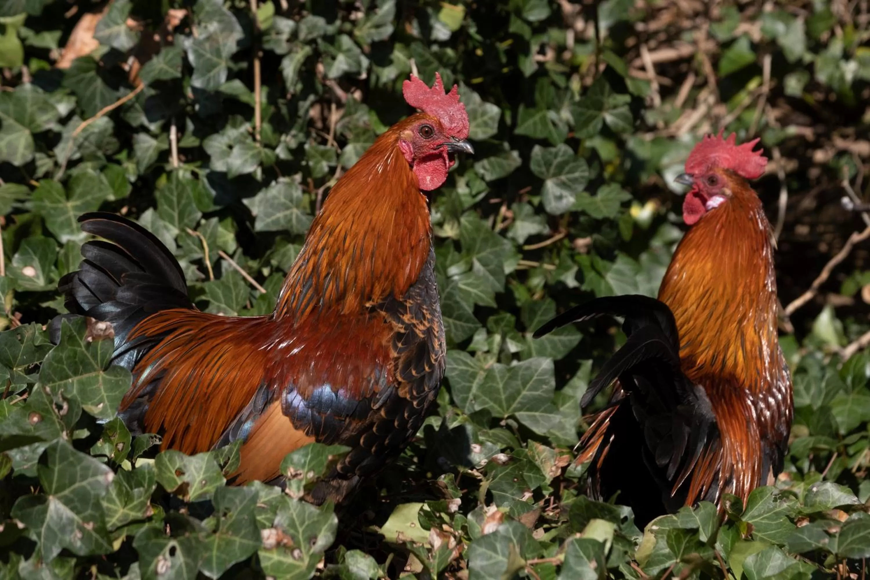 Animals in Meschermolen