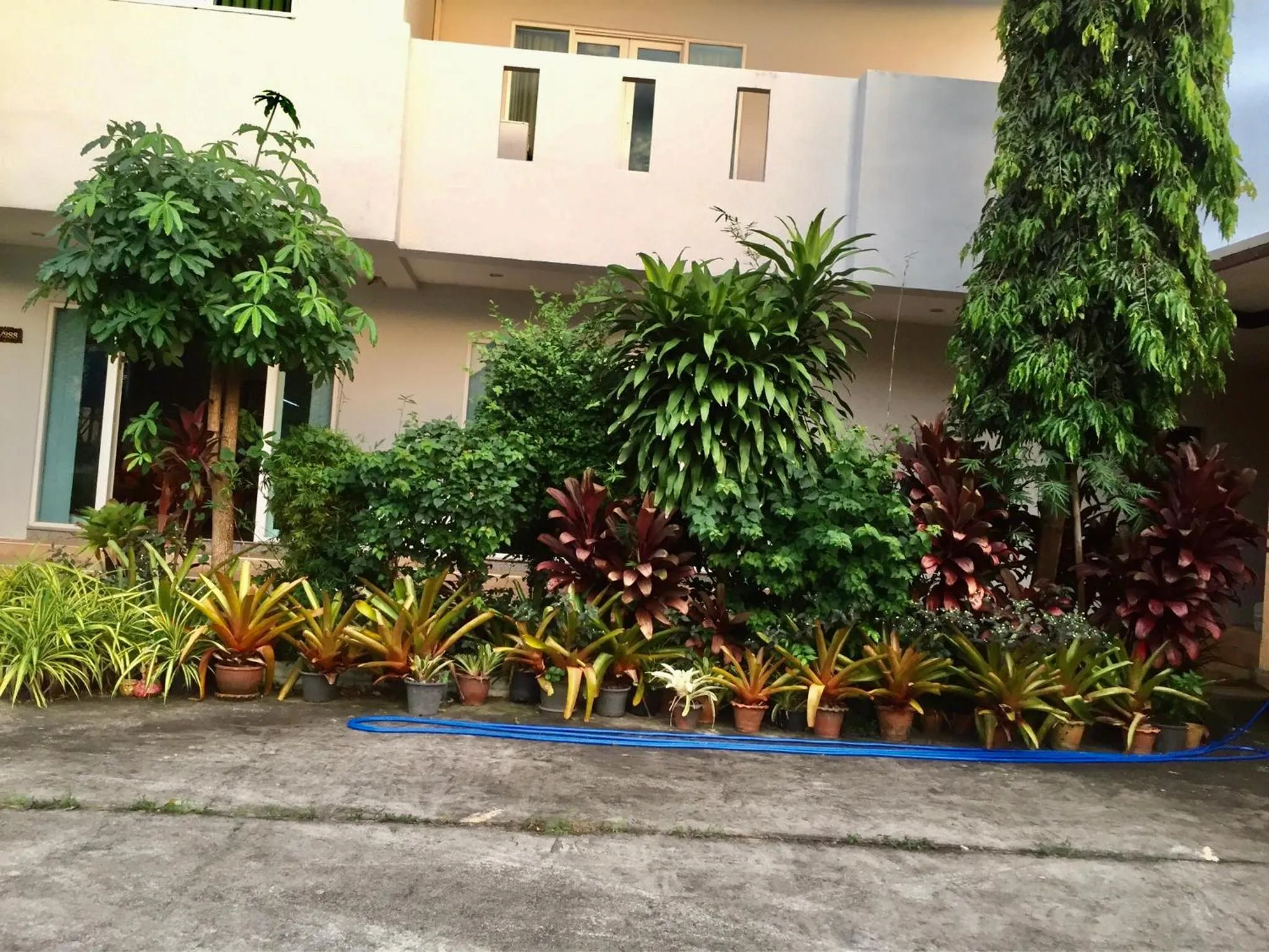 Garden in Siray House