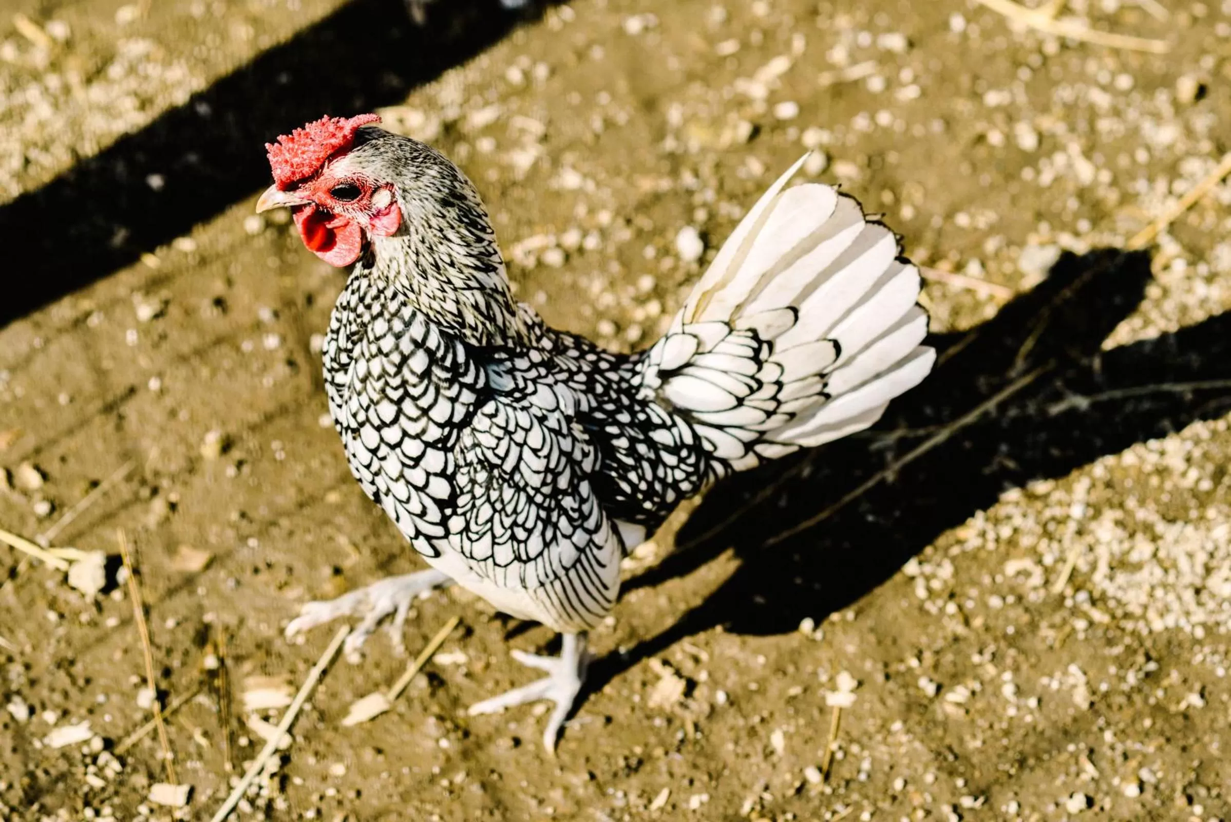 Animals in Resort & Winery Bosco De Medici