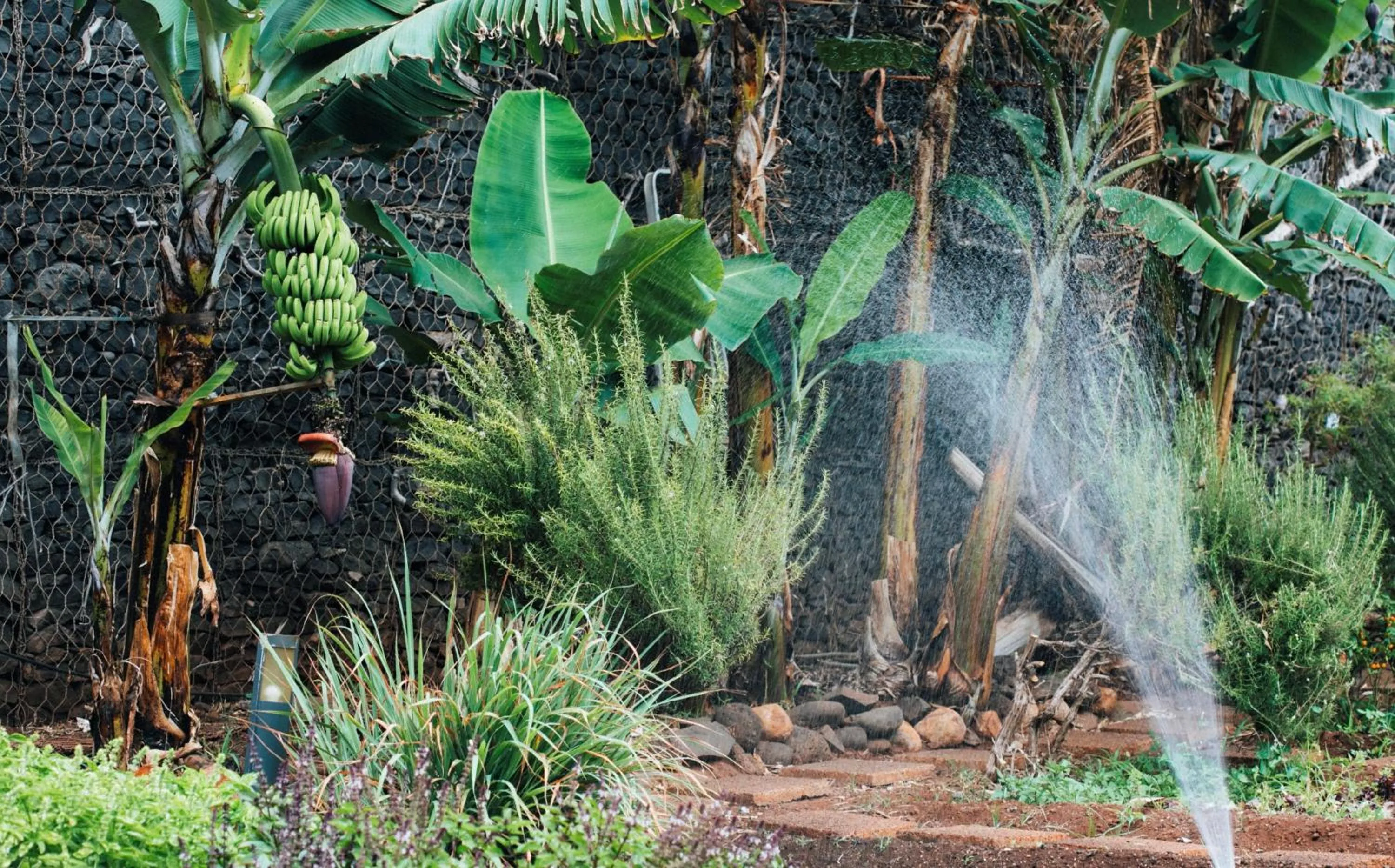 Garden in The Views Oasis