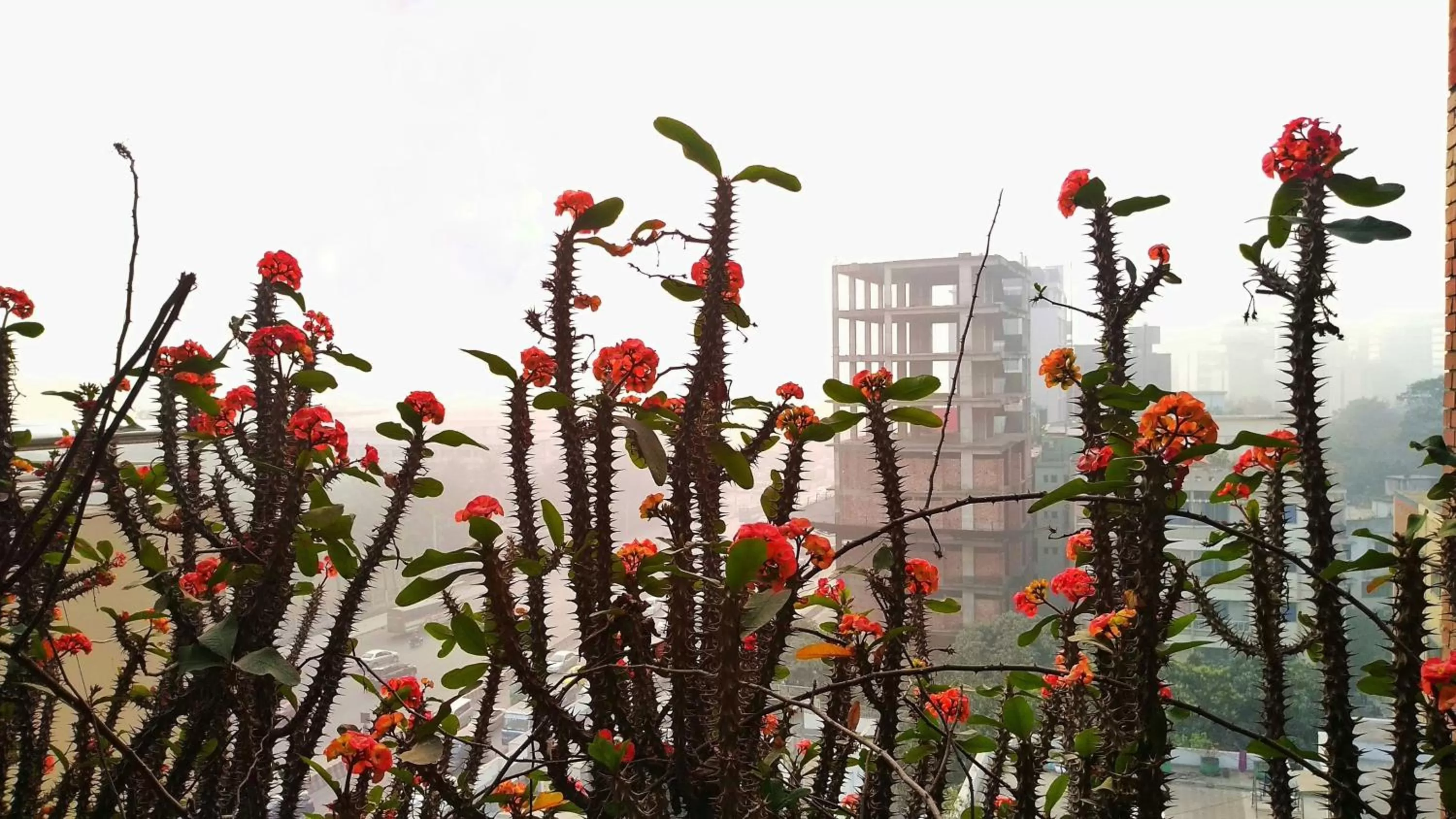 Property building in Hotel Afford Inn