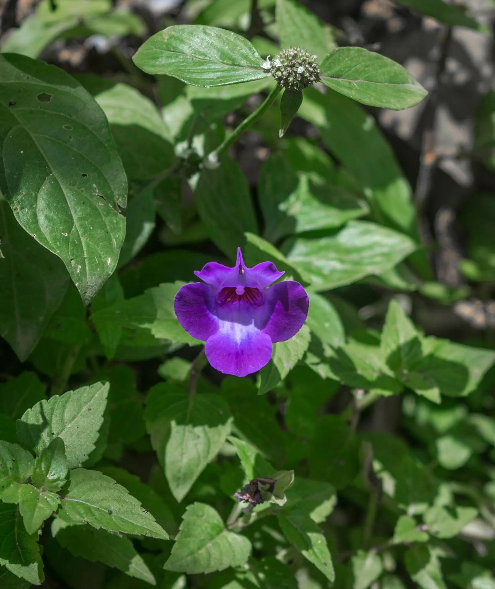 Garden in Hotel Kokoro Mineral Hot Springs