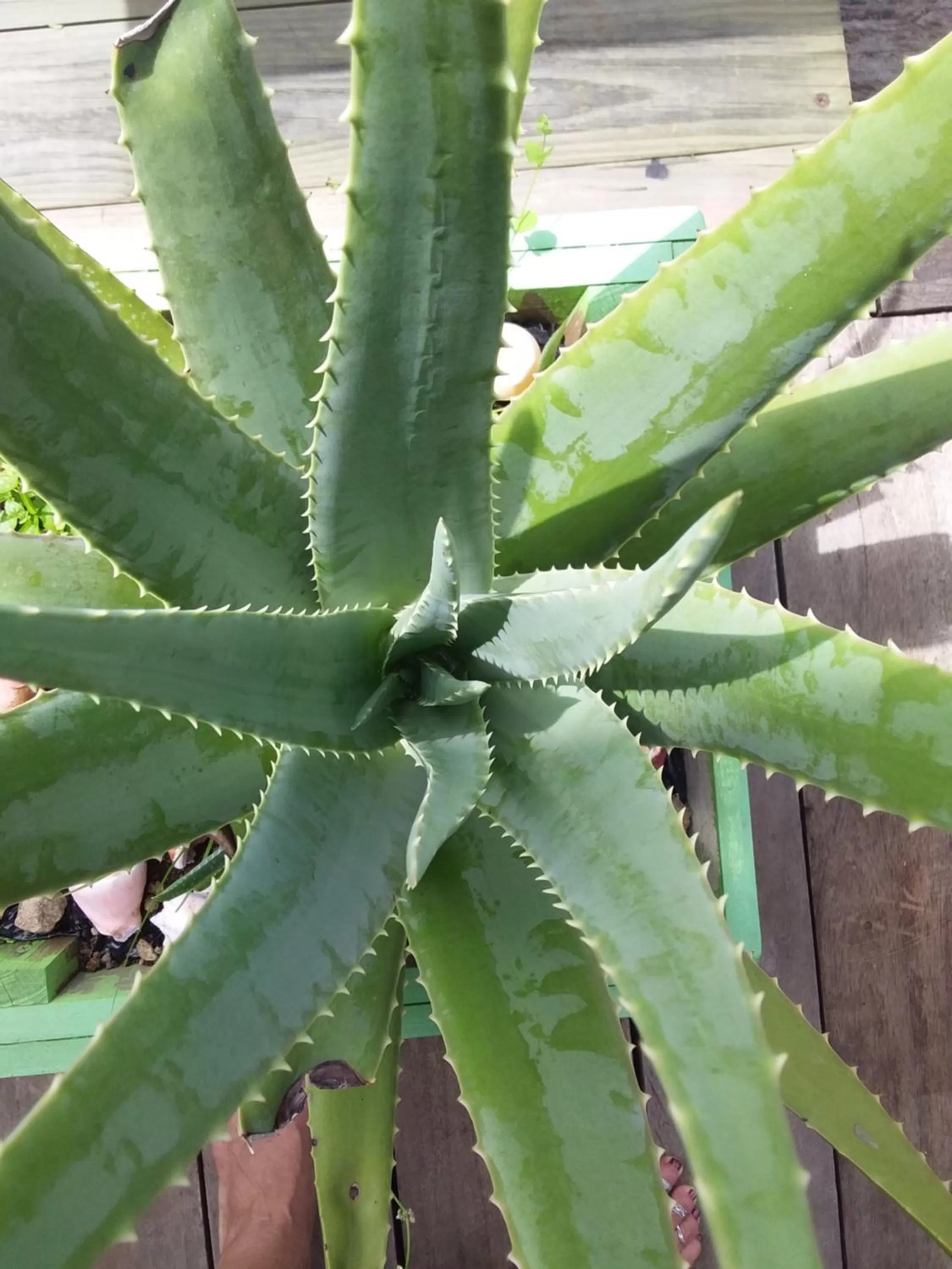 Property building, Other Animals in RIVA B&B