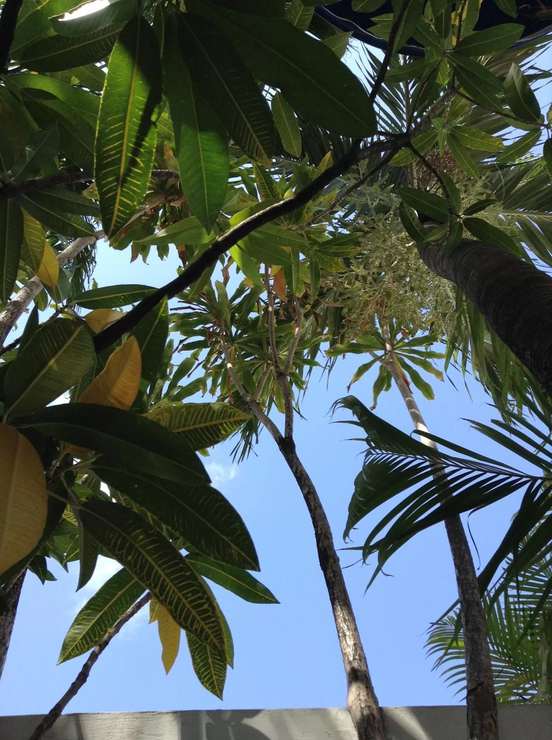 Natural landscape in At Wind Chimes Boutique Hotel