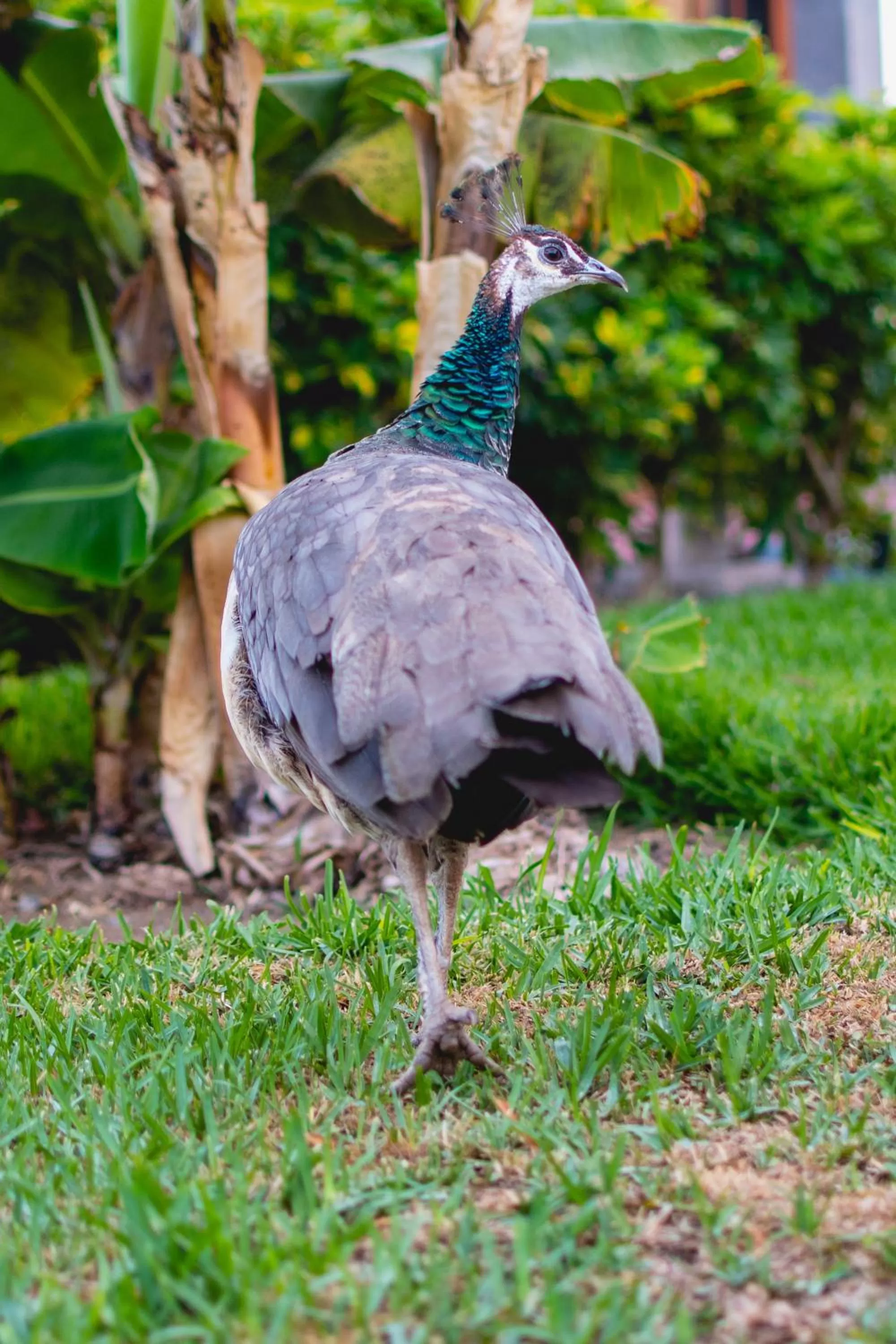 Garden in HL Miraflor Suites Hotel