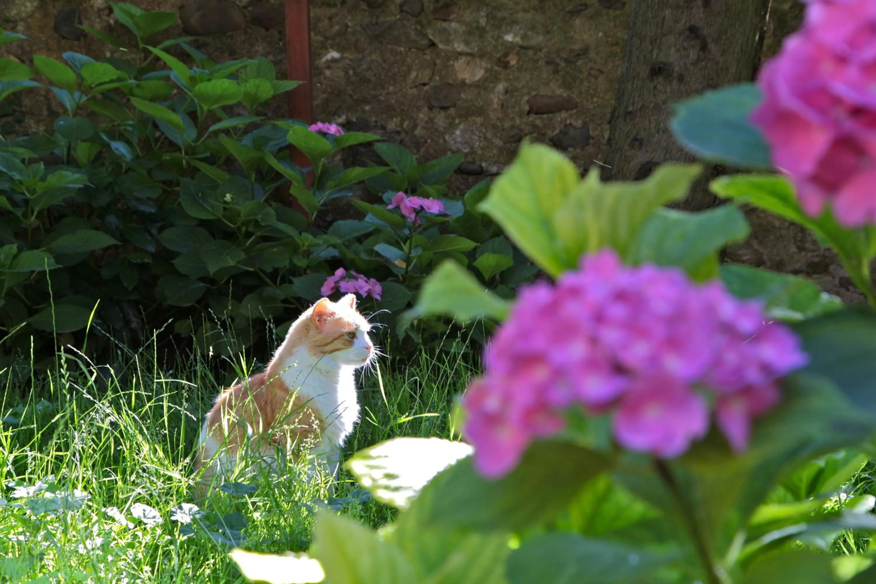 Pets in Hotel San Filis