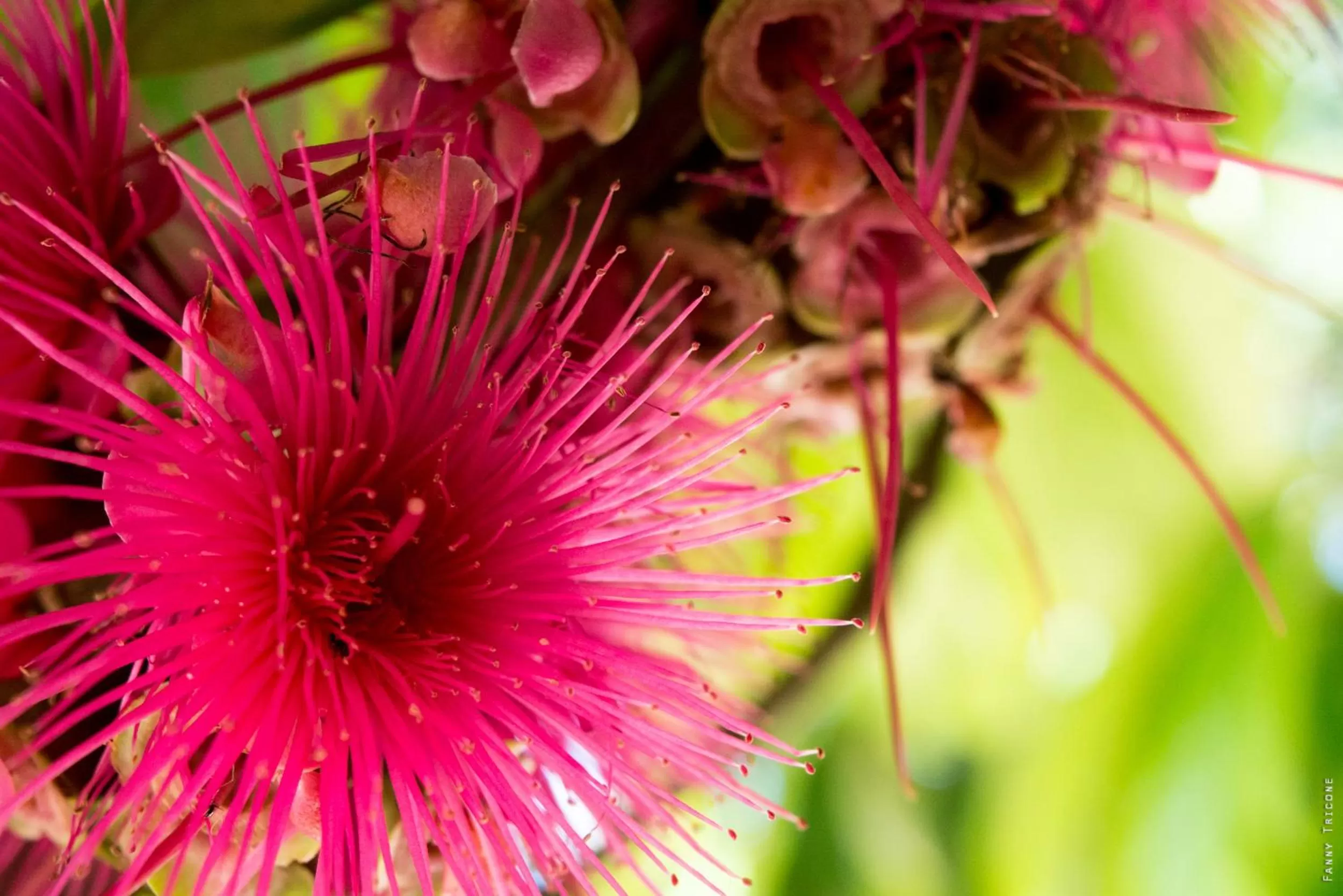 Other Animals in Horse Cottage