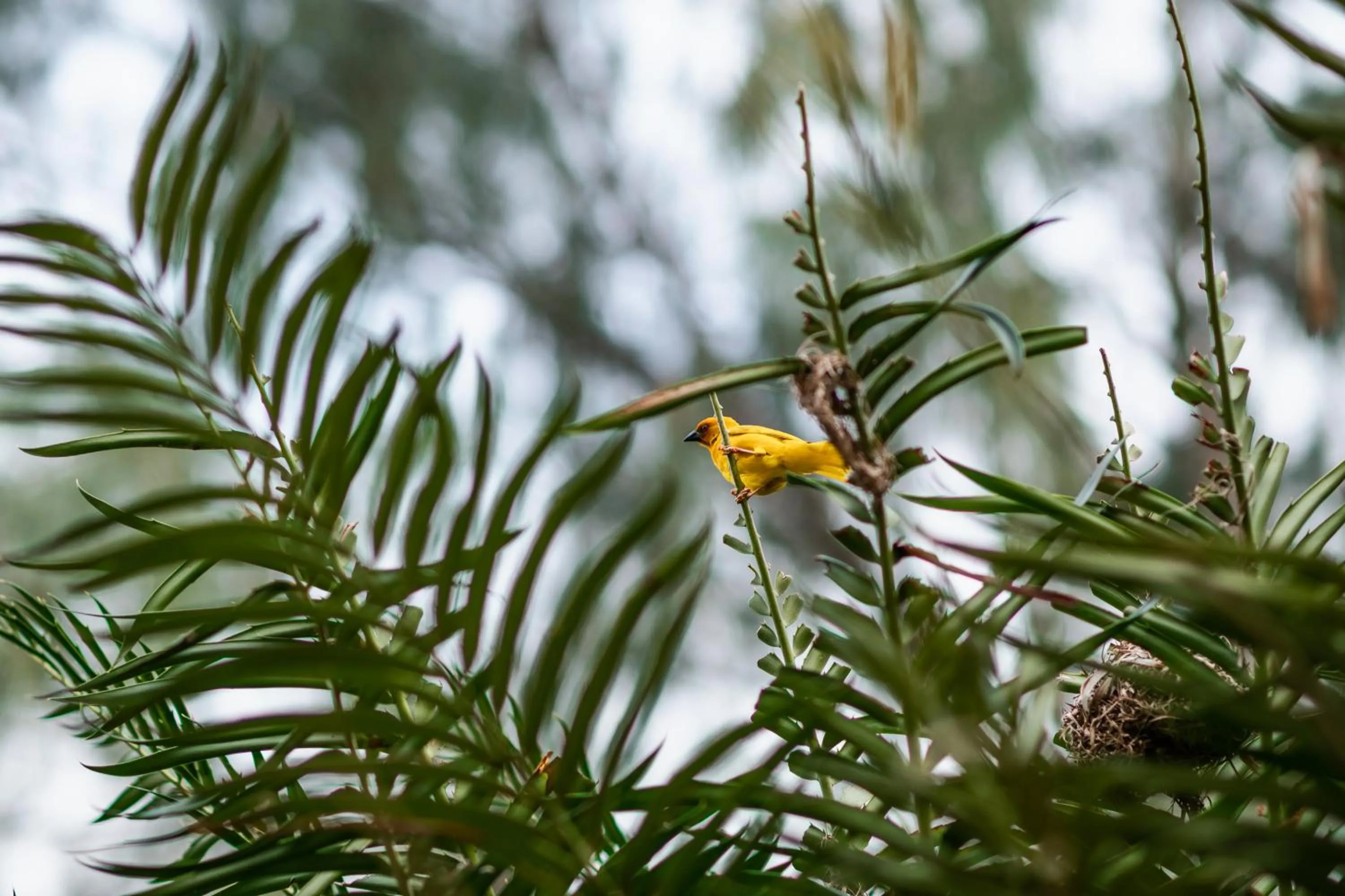 Animals in Hakuna Majiwe Beach Lodge