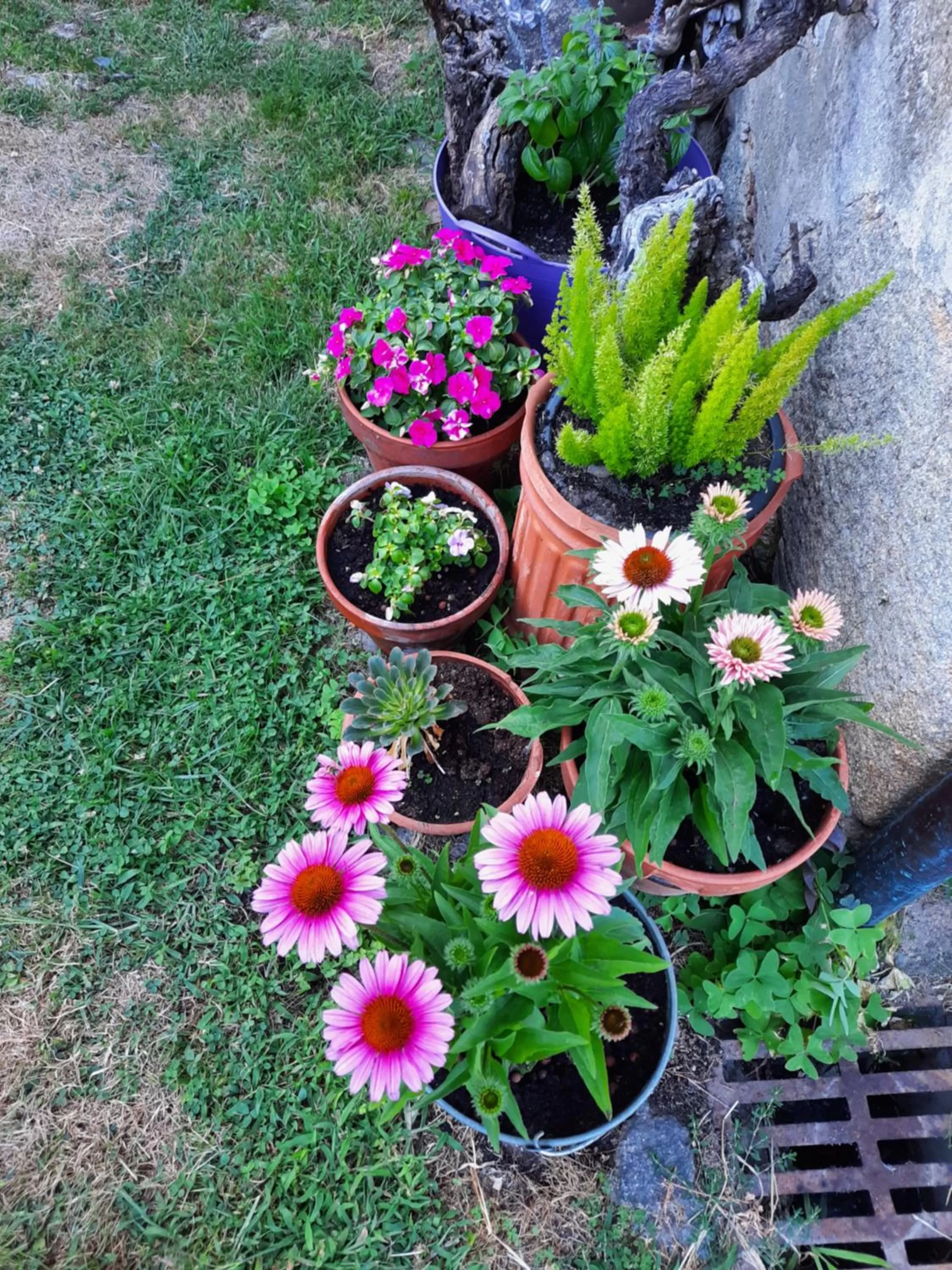 Spring in Rectoral de Anllo