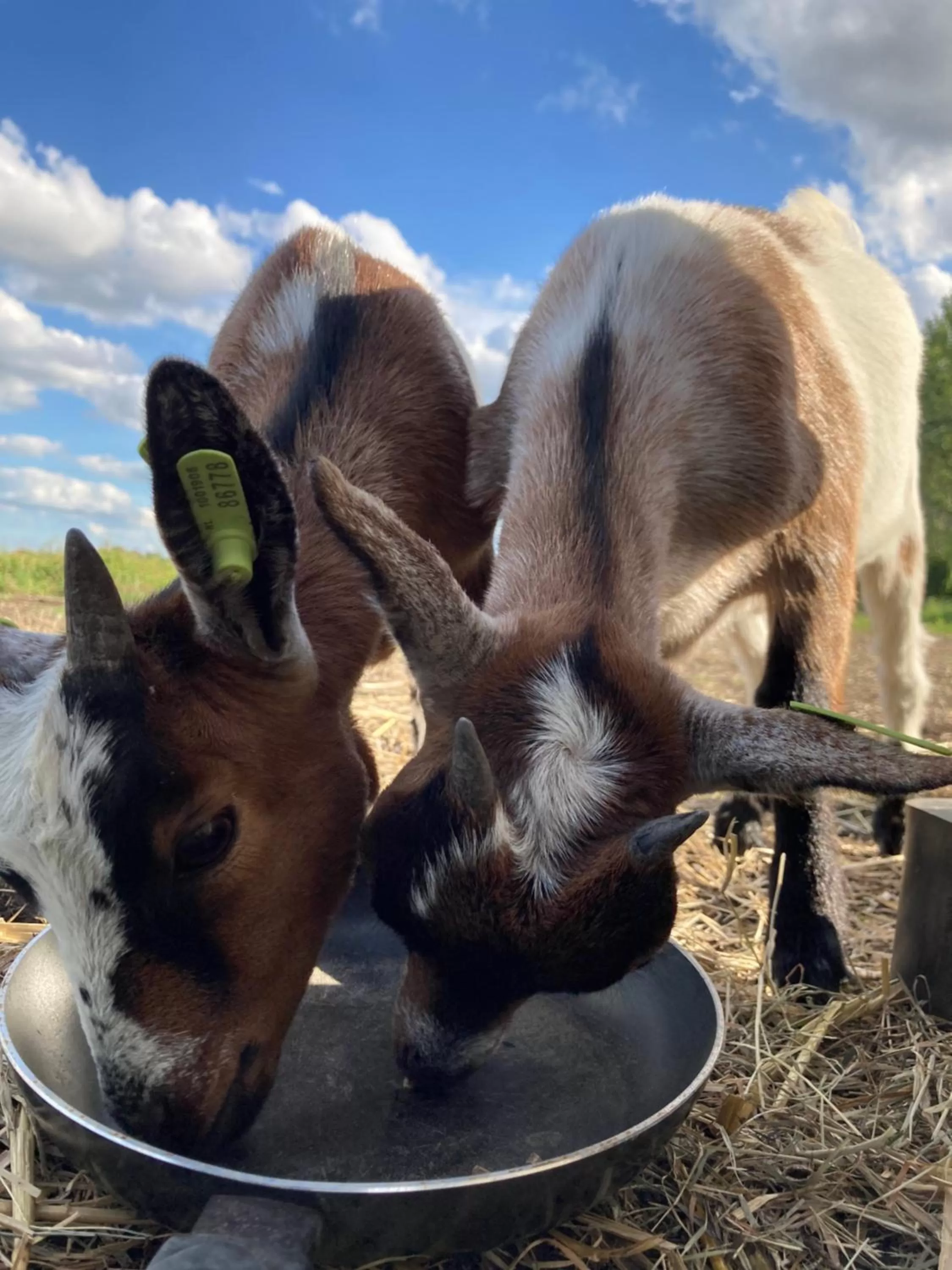 Animals in B&B Zunderdorp