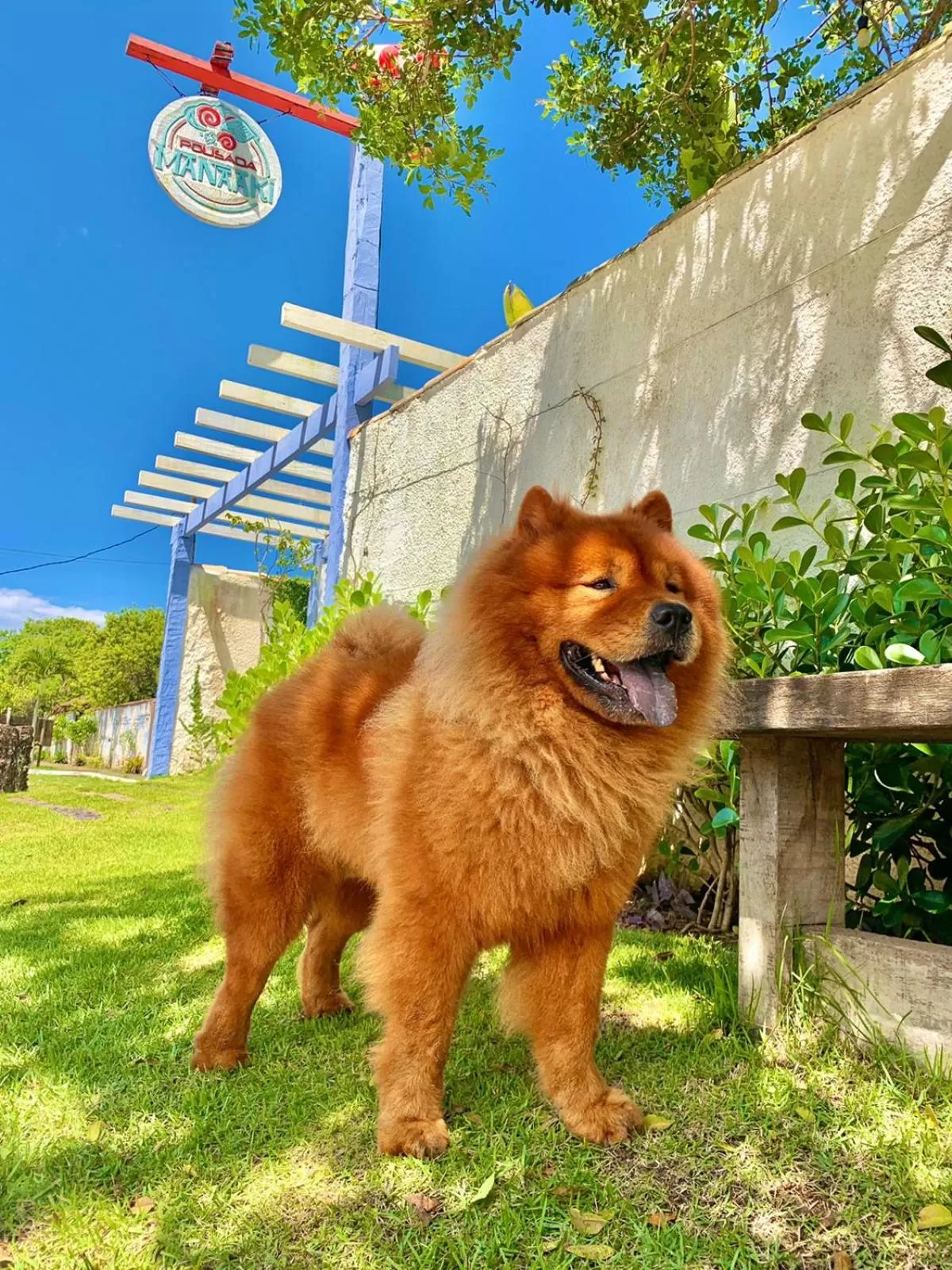 Pets in Pousada Manaaki