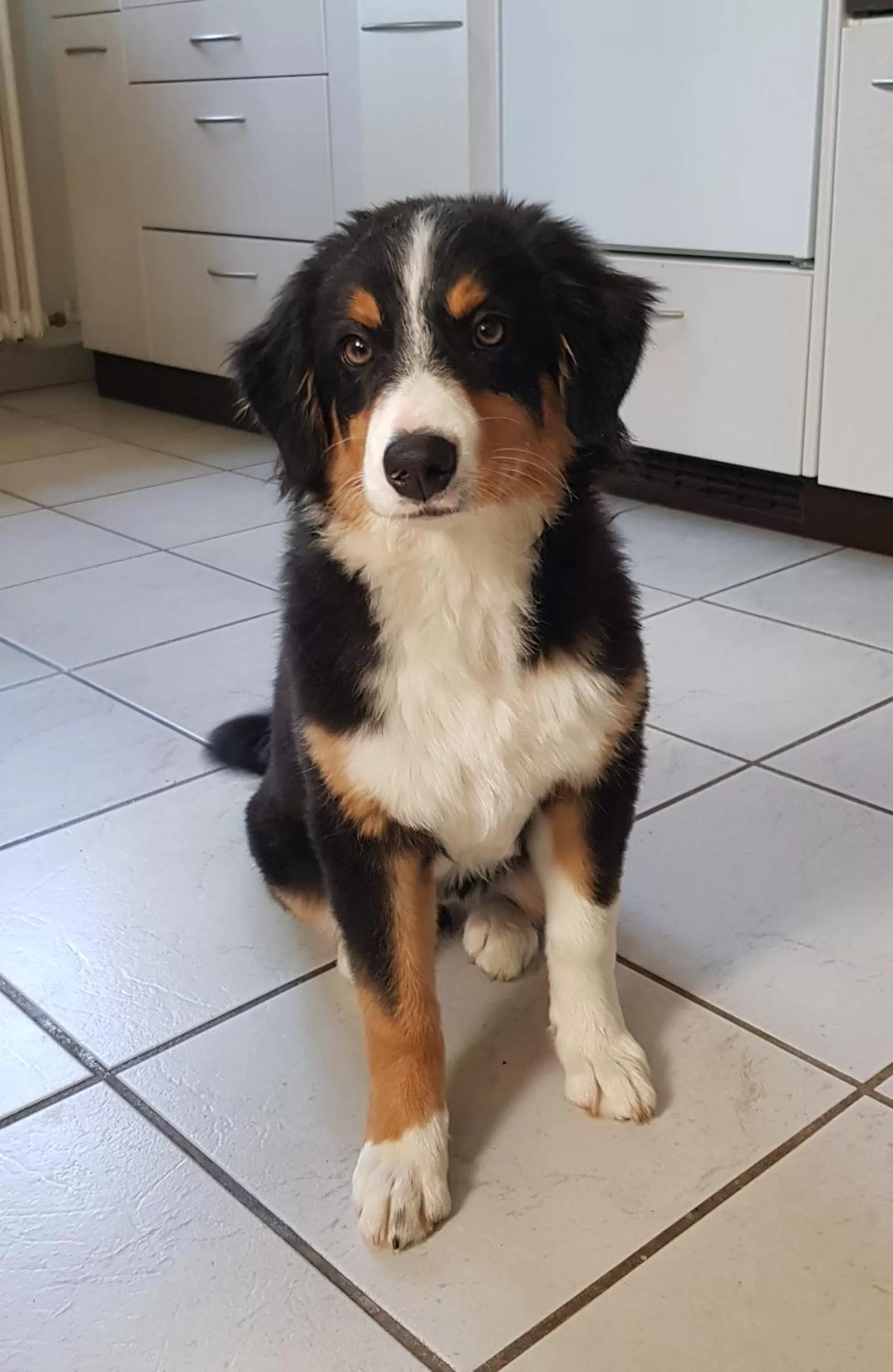 Pets in BnB Mönthal im Jurapark