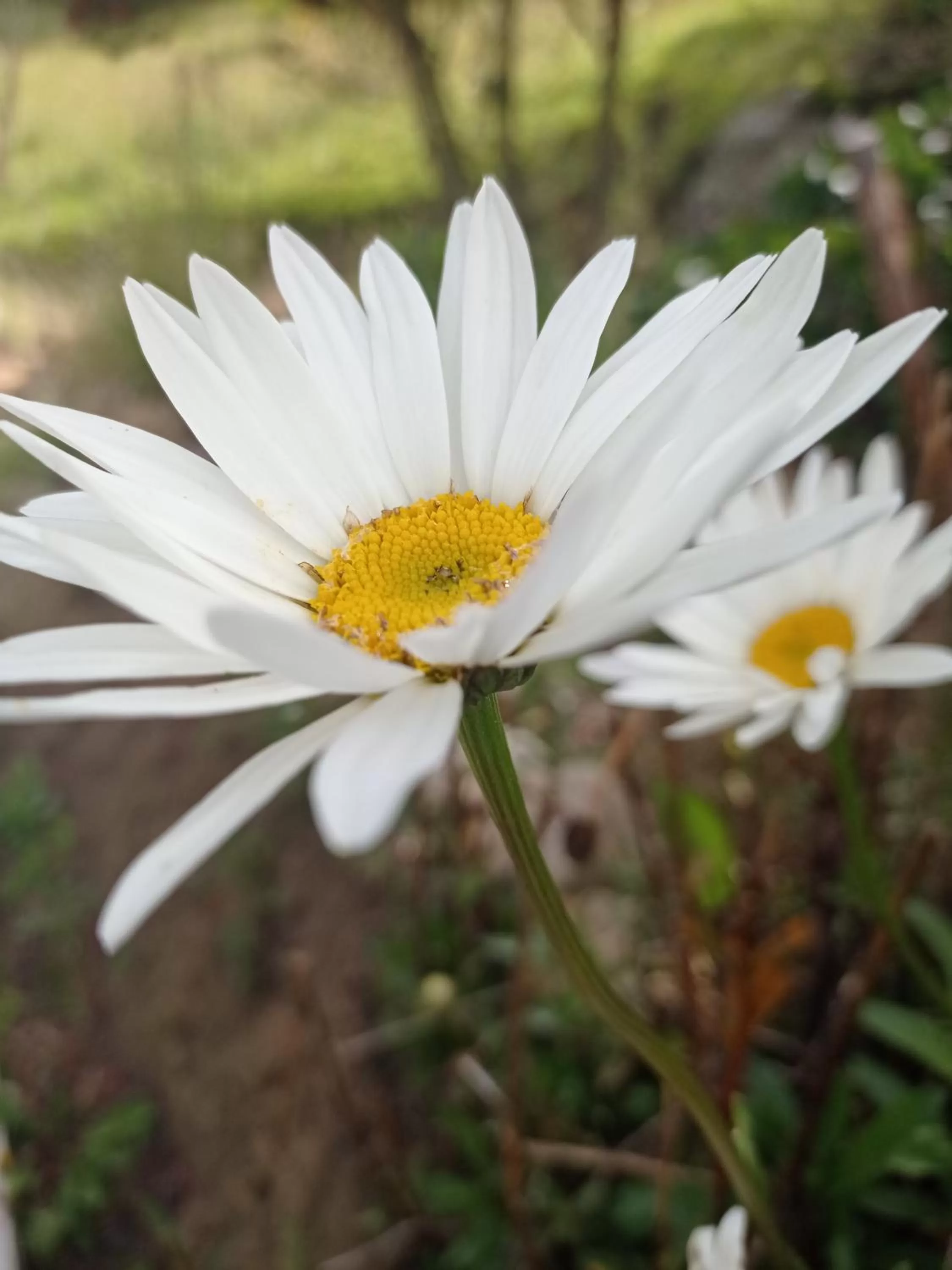 Other Animals in Hotel Refugio Pozo Azul