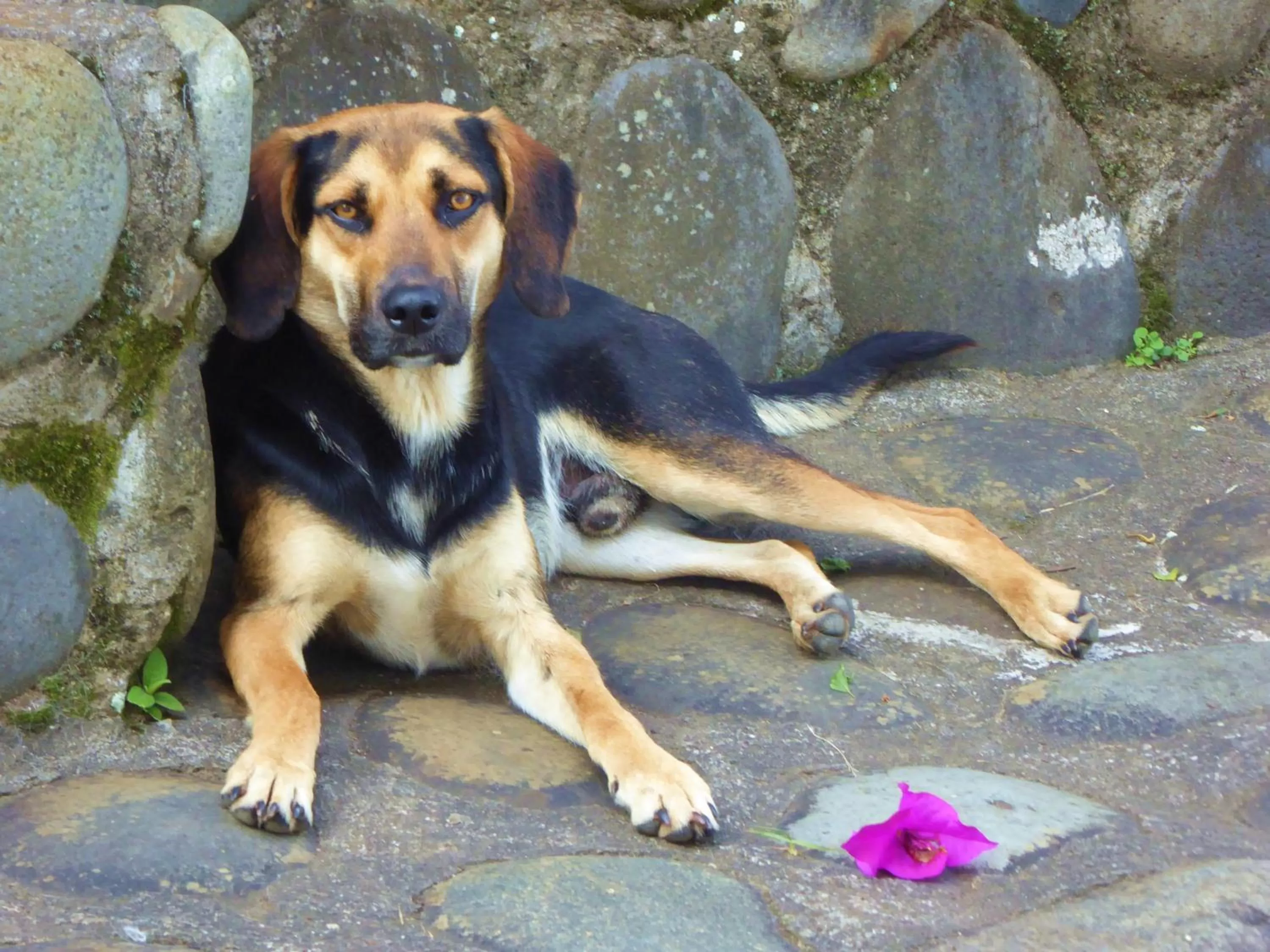 Pets, Children in Finca El Cielo