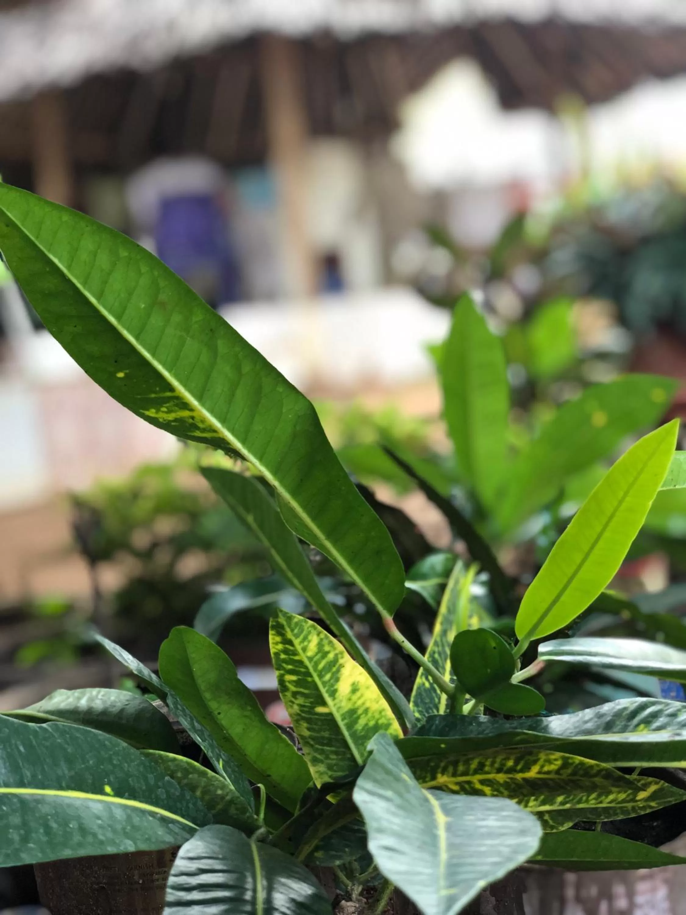 L&J Modern Backpackers Kinondoni