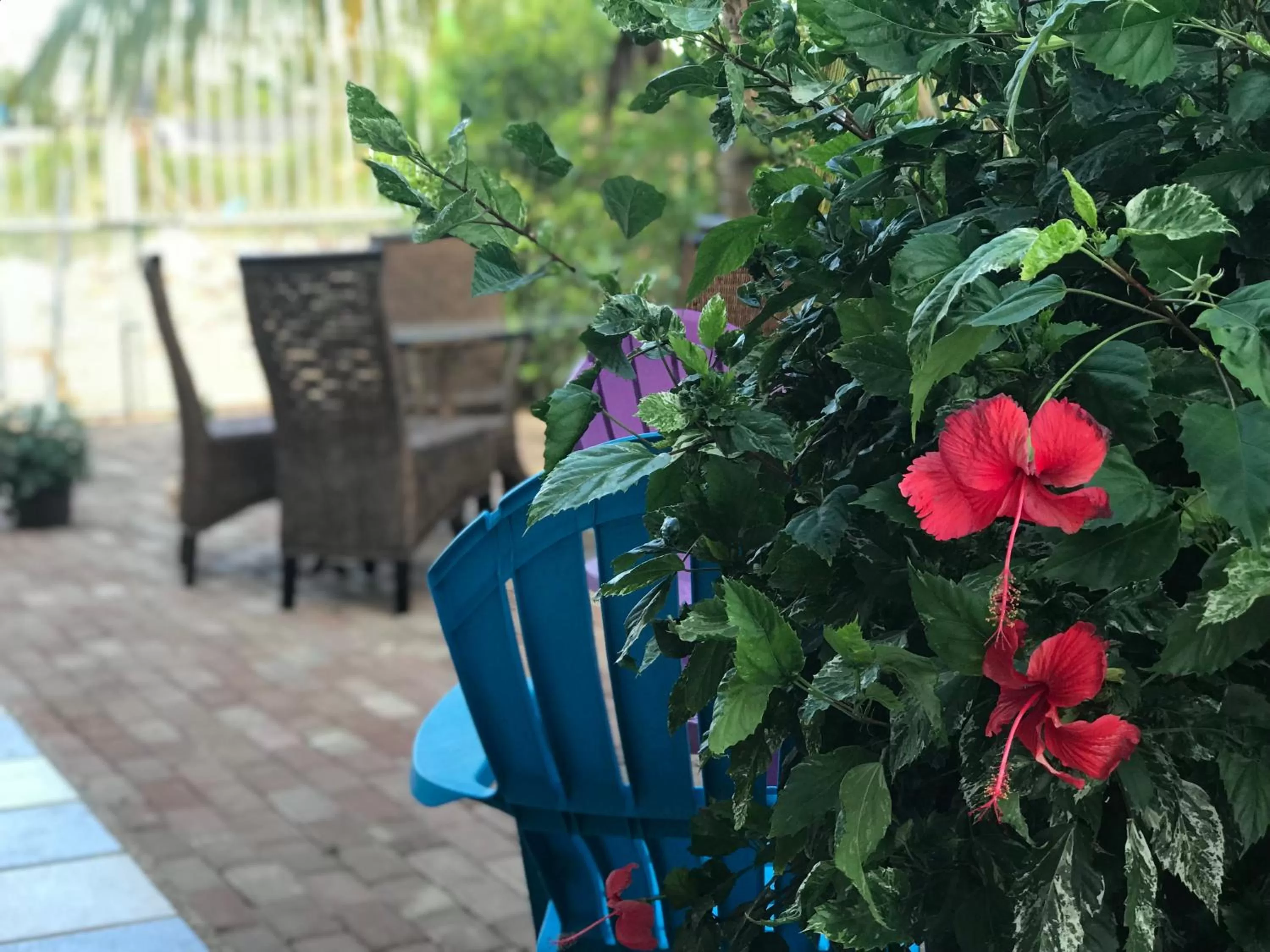 Garden in Jackuri Casa Hospedaje