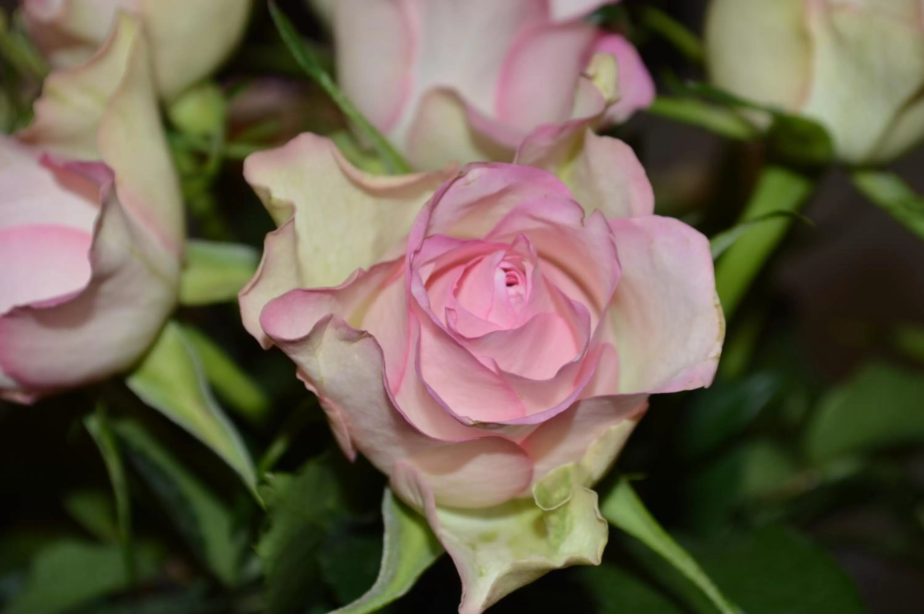 Decorative detail in Hotel Ambrosia