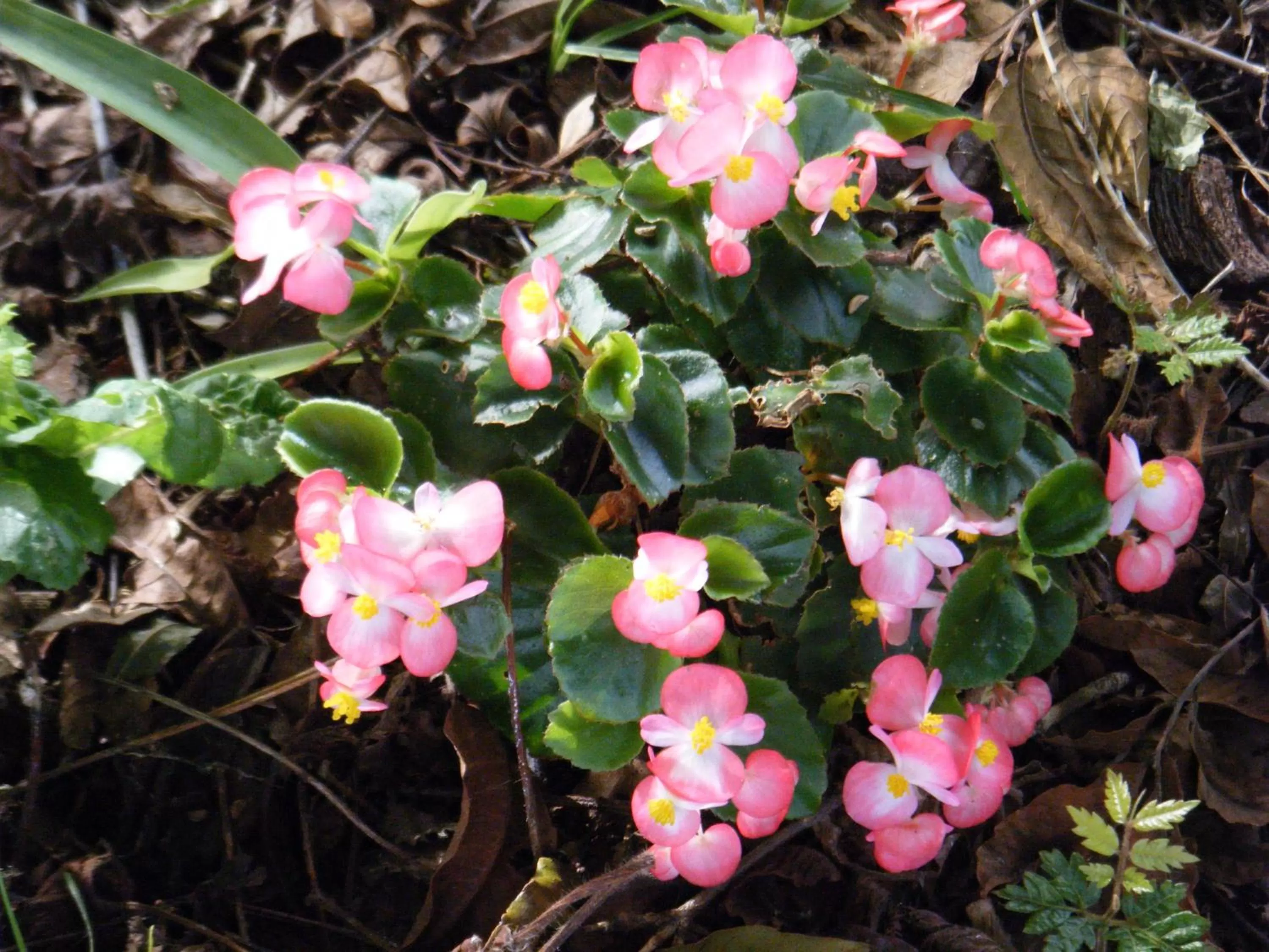 Other, Garden in Collingwood Manor