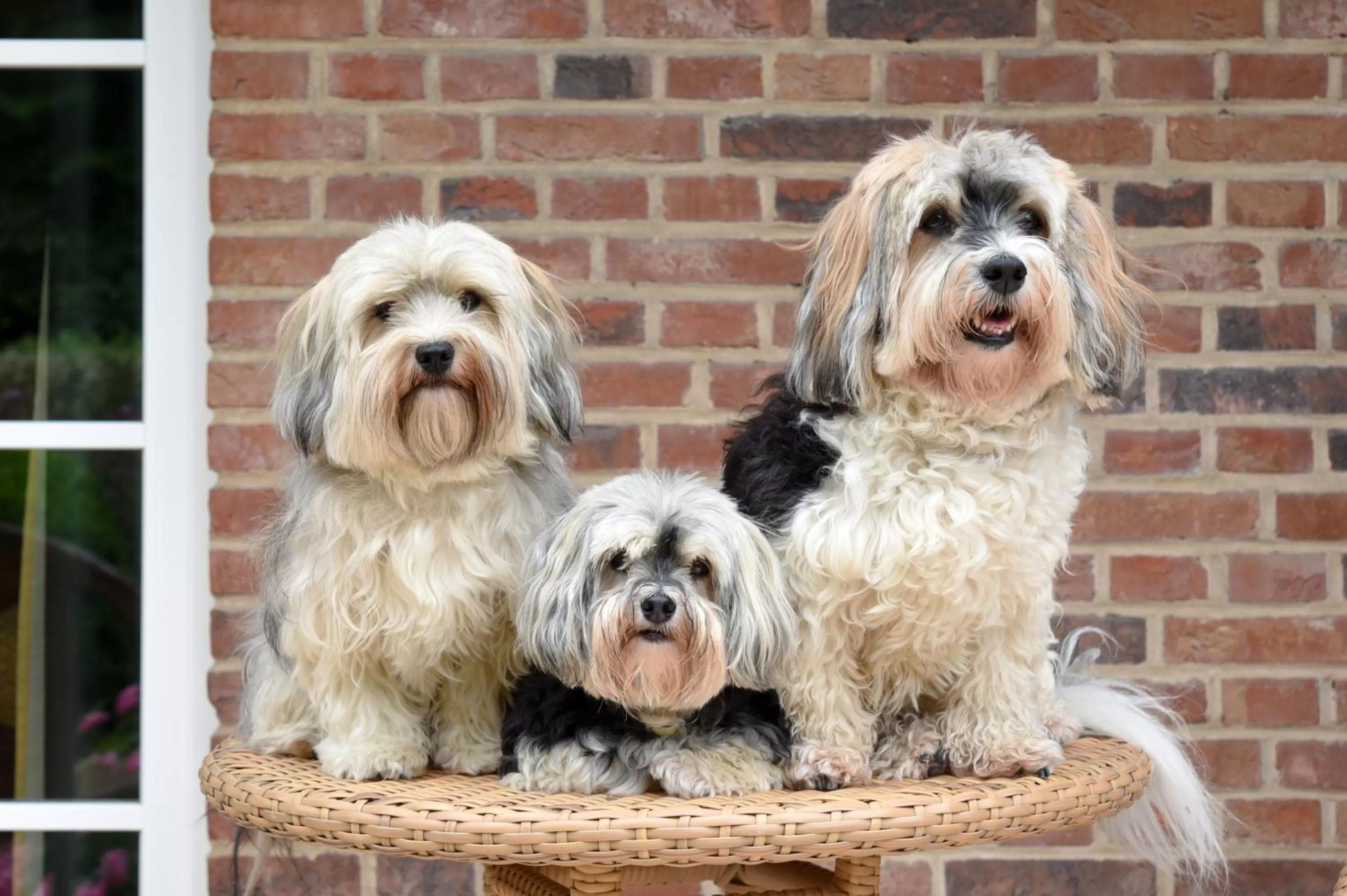 Pets in Relais & Châteaux Landhaus Stricker