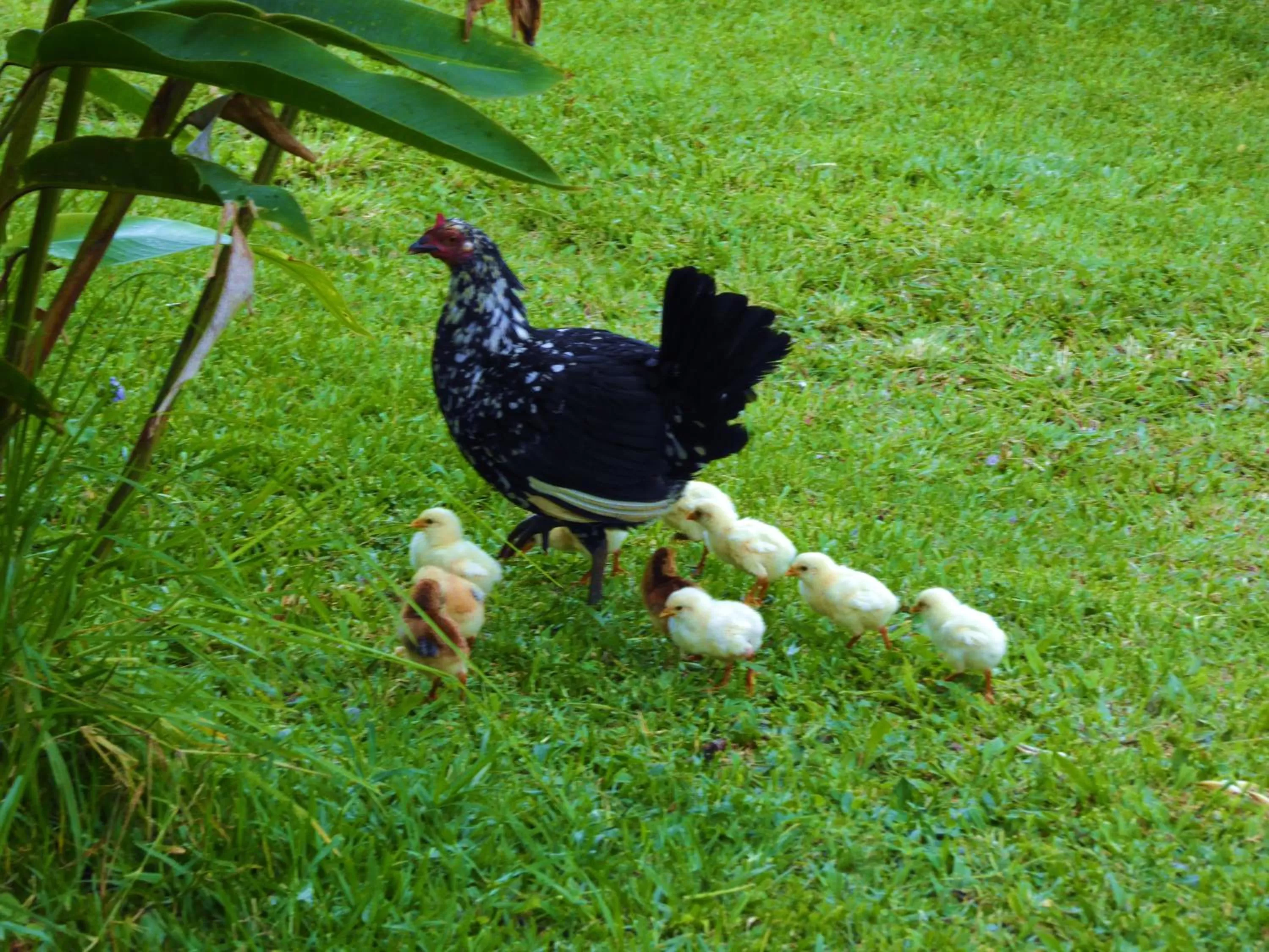 Animals, Other Animals in Finca El Cielo