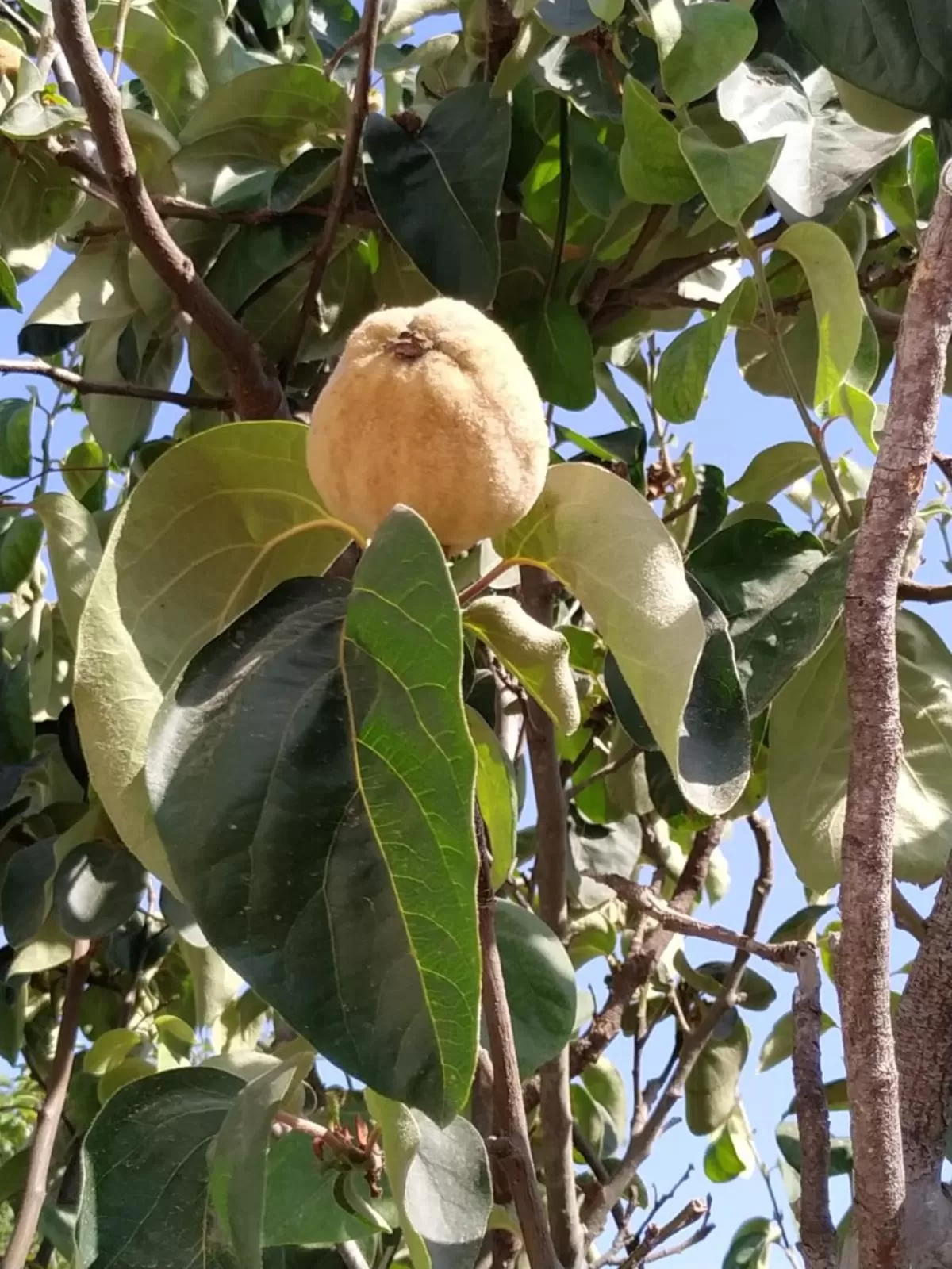 Spring in Starbal Love