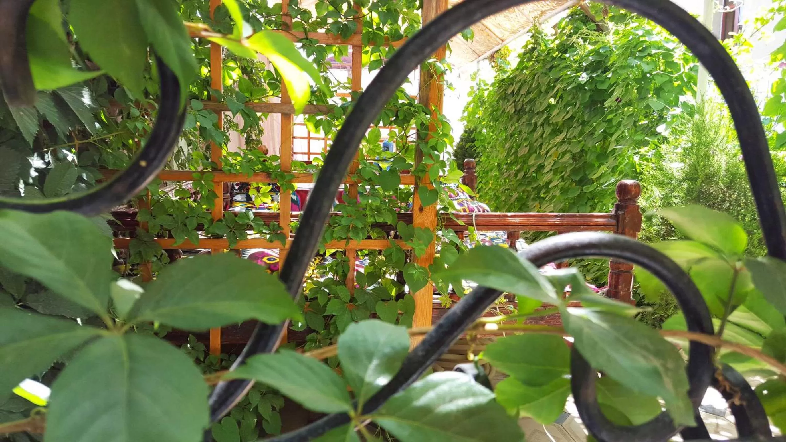 Garden in Jahongir Guest House