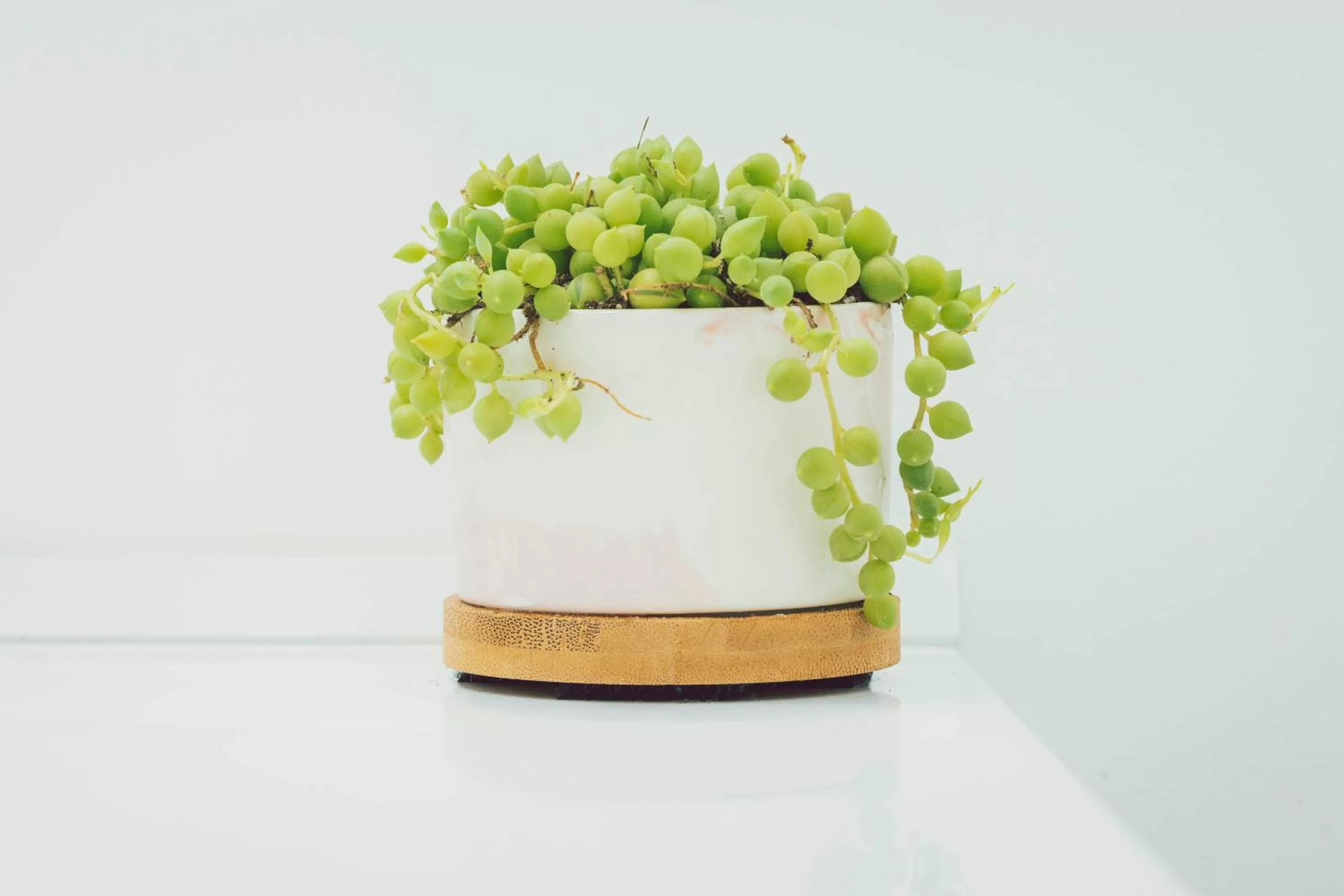 The Belmont Shore Inn