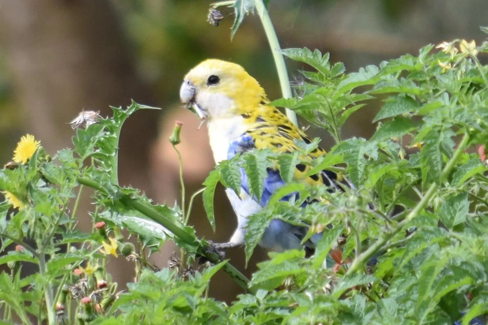 Animals in Mapleton Springs
