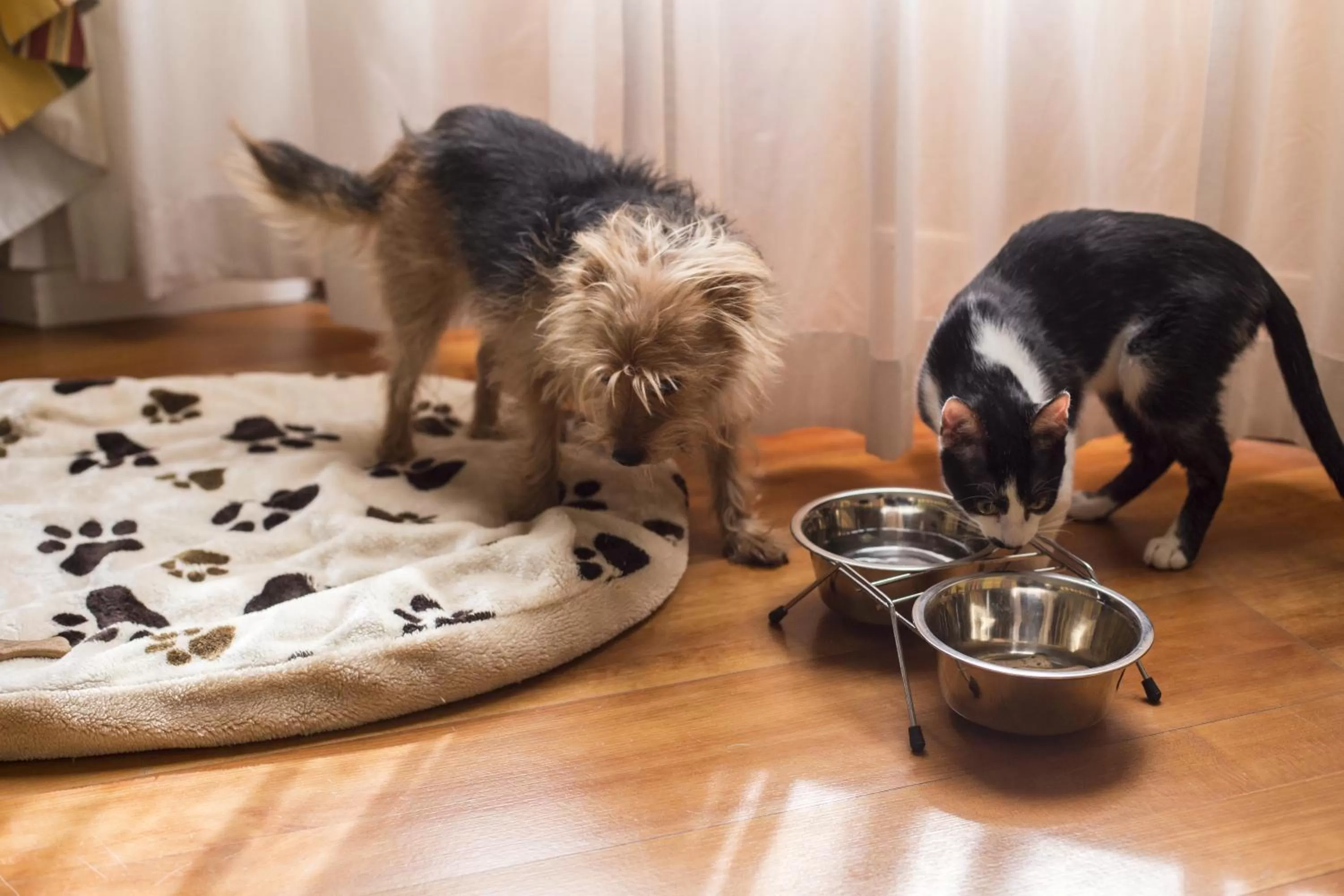 Animals in Hotel Italia