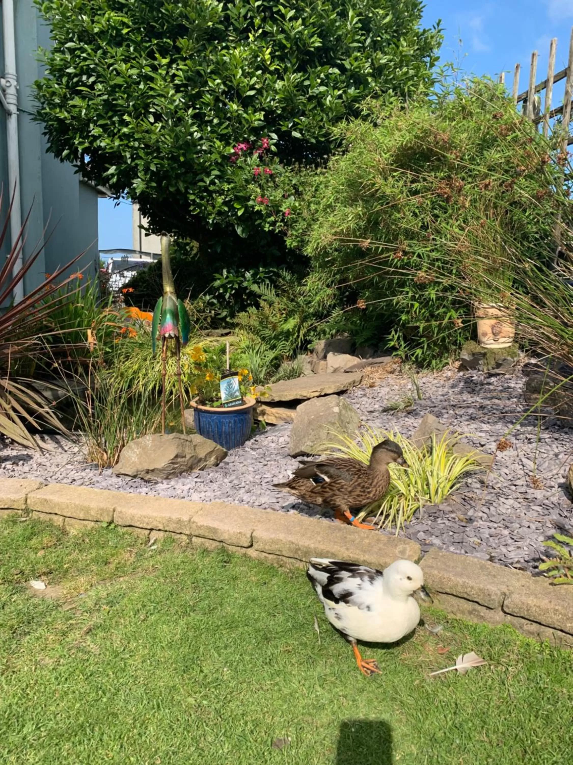 Garden, Other Animals in Ramsey House