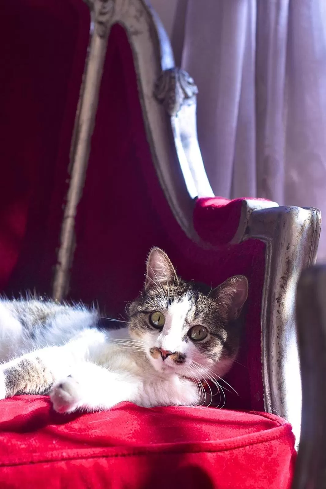 Pets in Hotel Parque de los Novios Inn