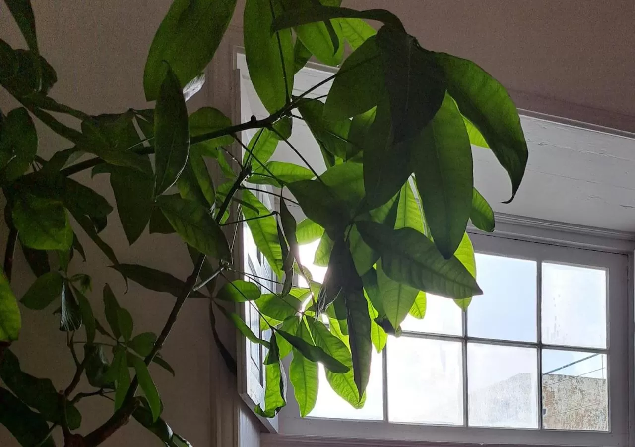 View (from property/room) in Casa de las Flores - Hotel Boutique Lanzarote