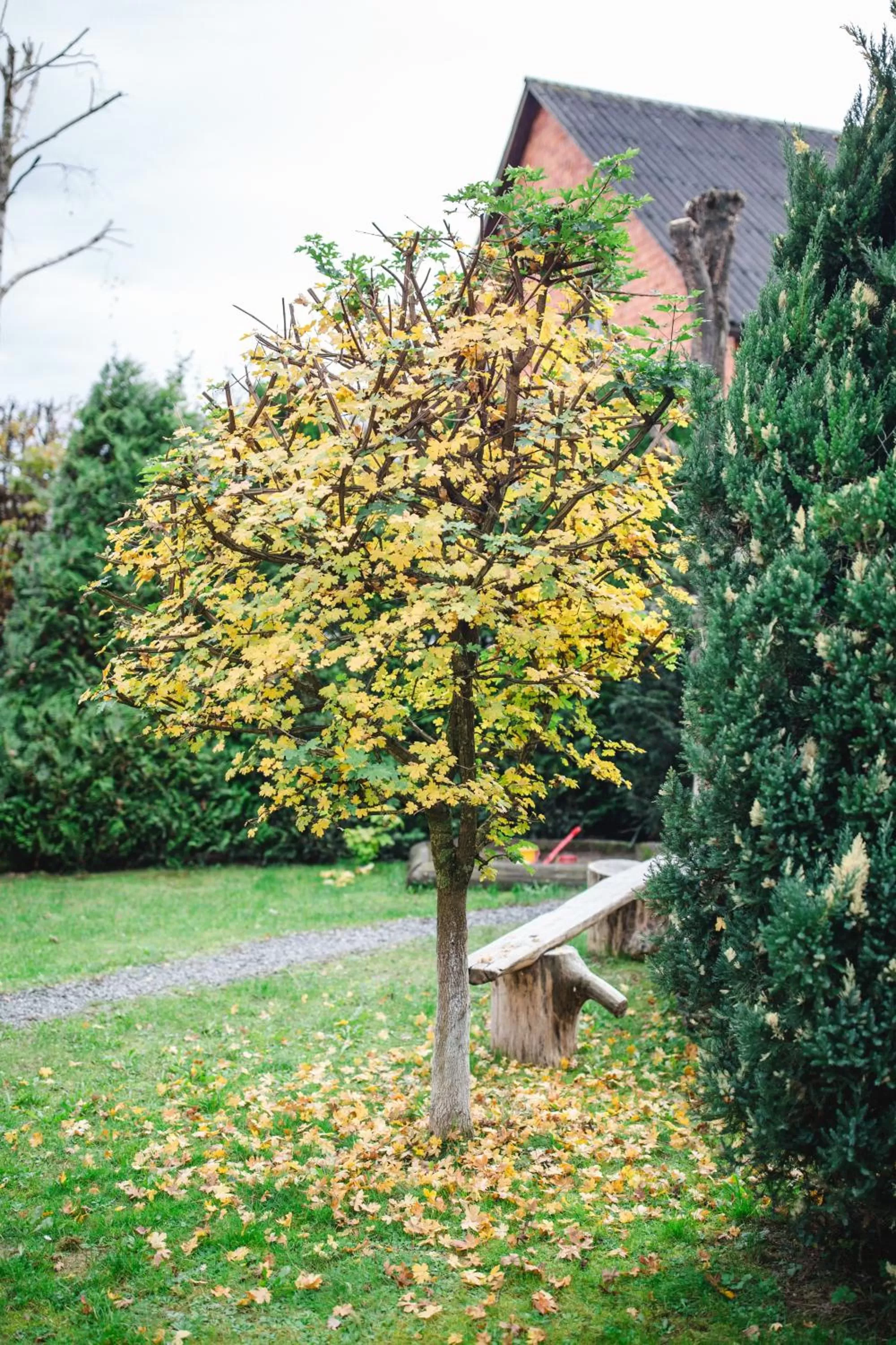Garden in Kolyba Opryshkiv