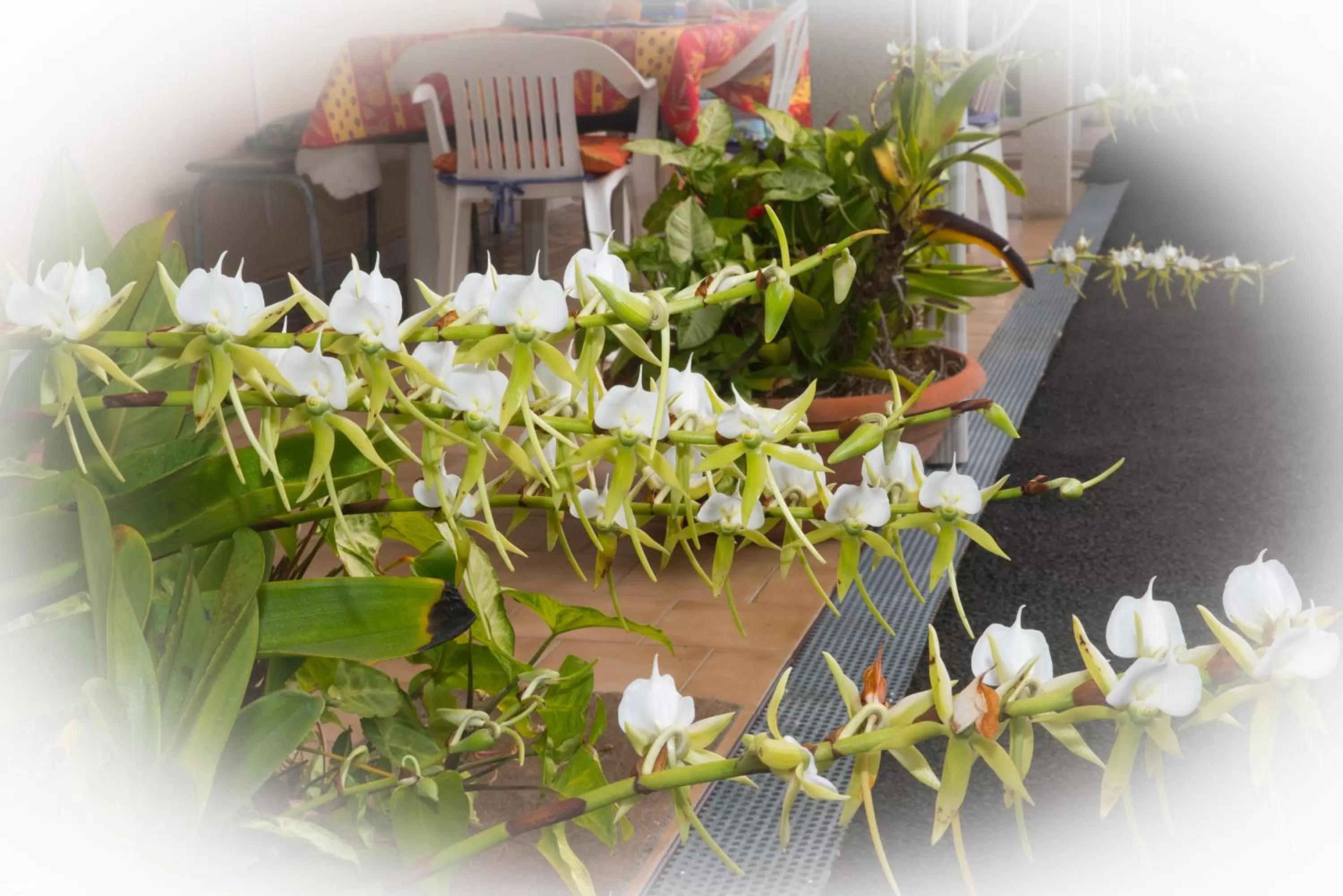 Patio in La Résidence des Caféiers - Le Tampon