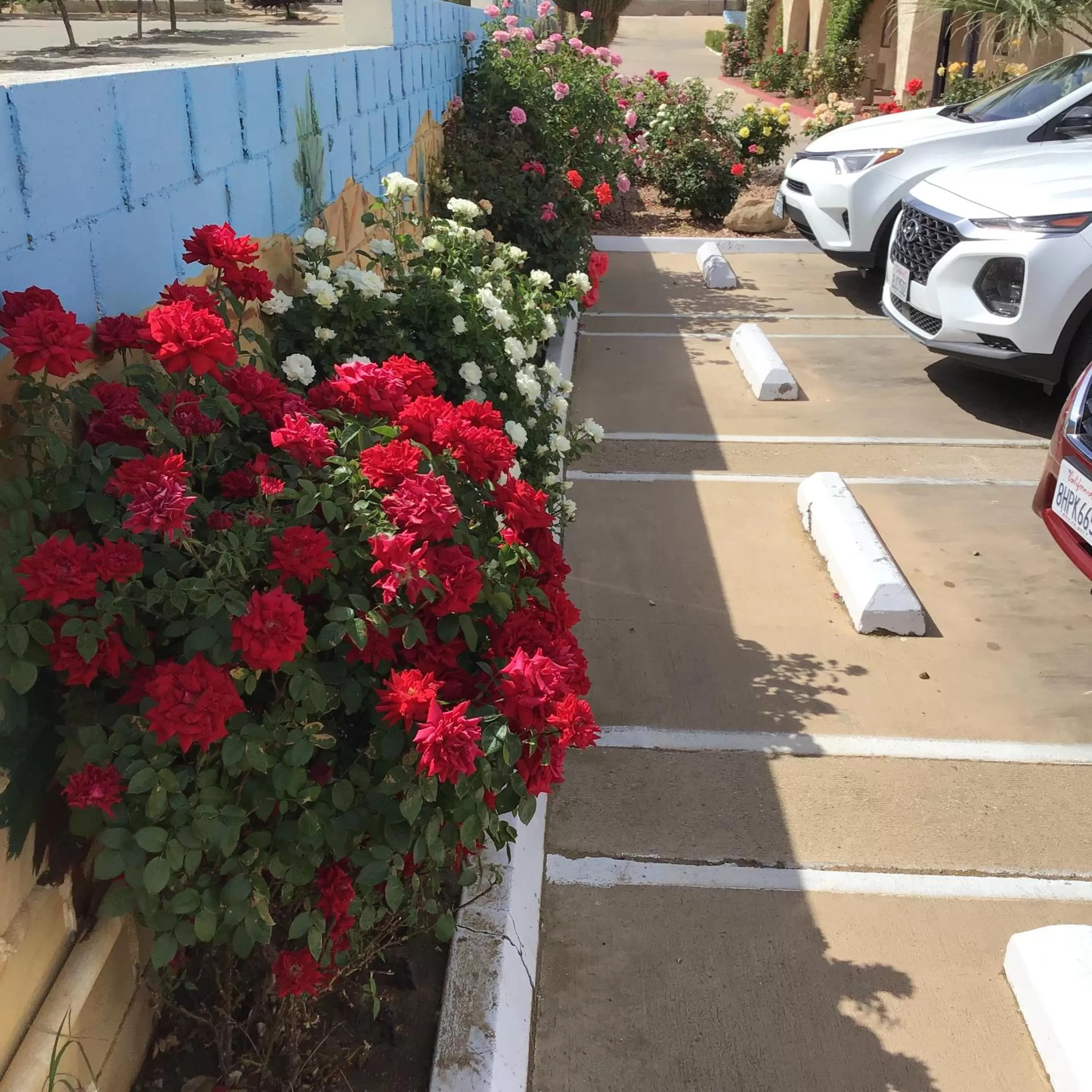 Garden view in Americas Best Value Inn and Suites -Yucca Valley