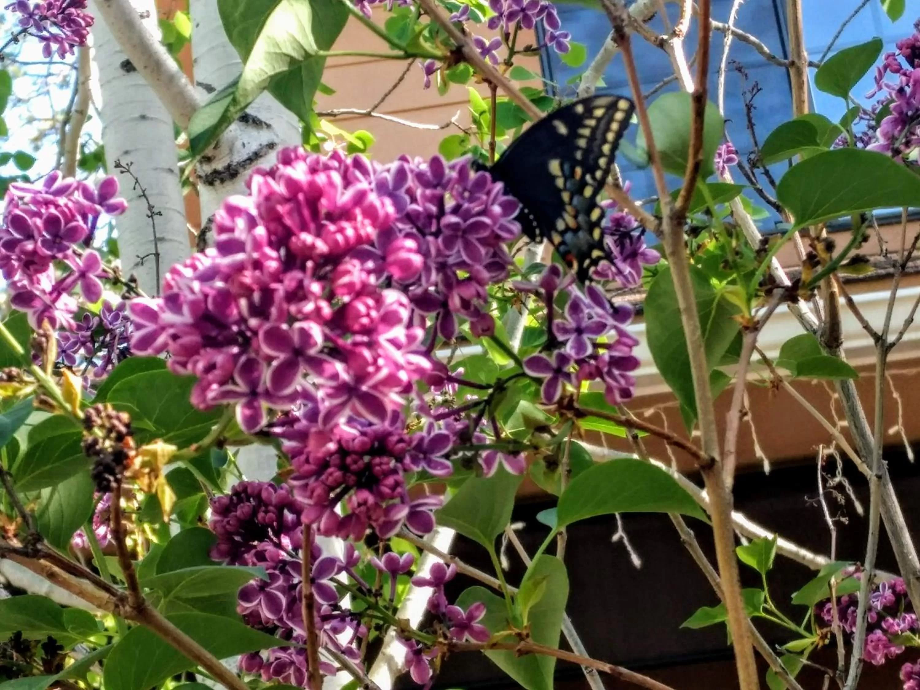 Spring in Sheridan House Inn- Adult Only Accommodation