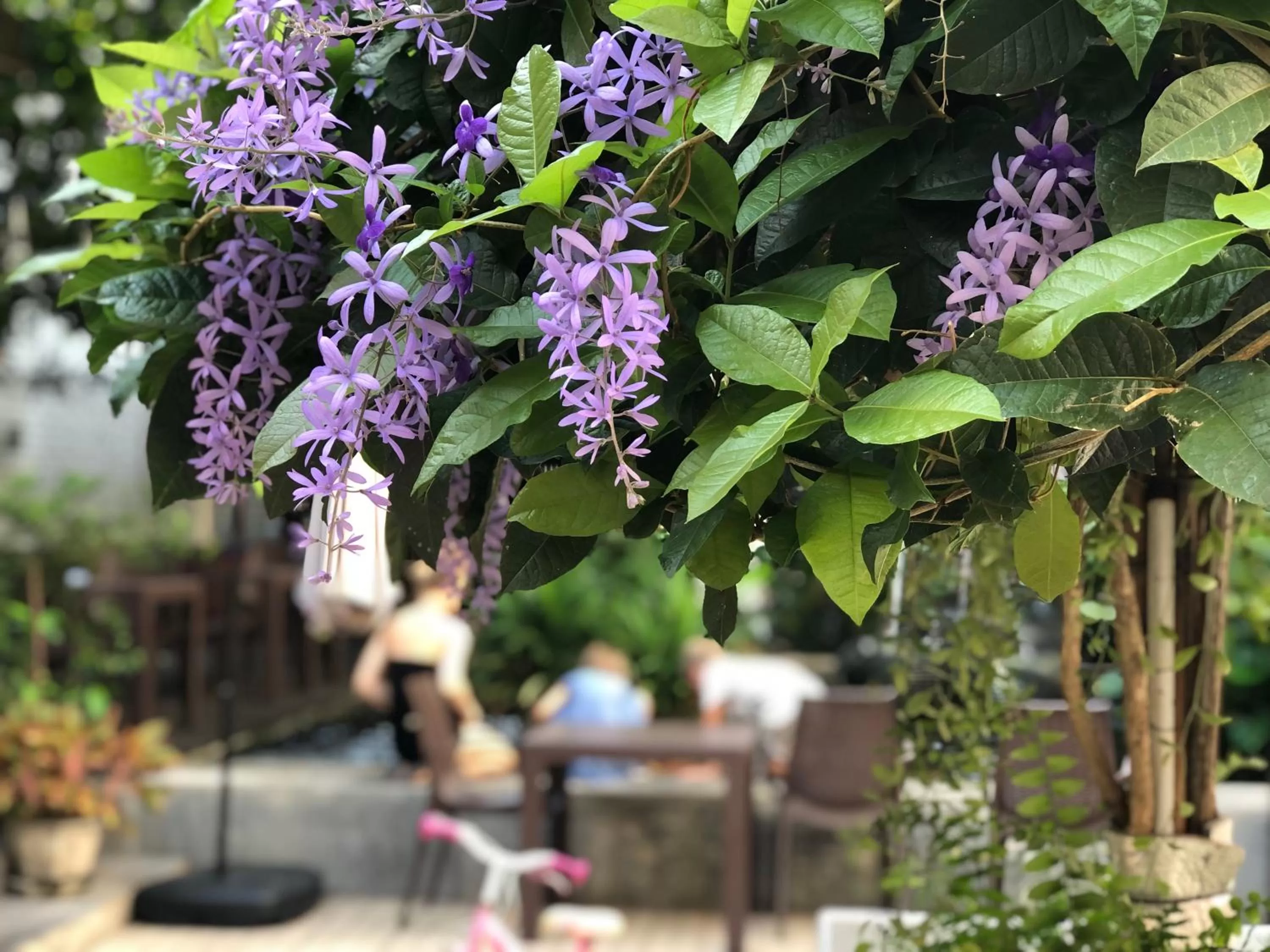 Garden in Feung Nakorn Balcony Rooms and Cafe