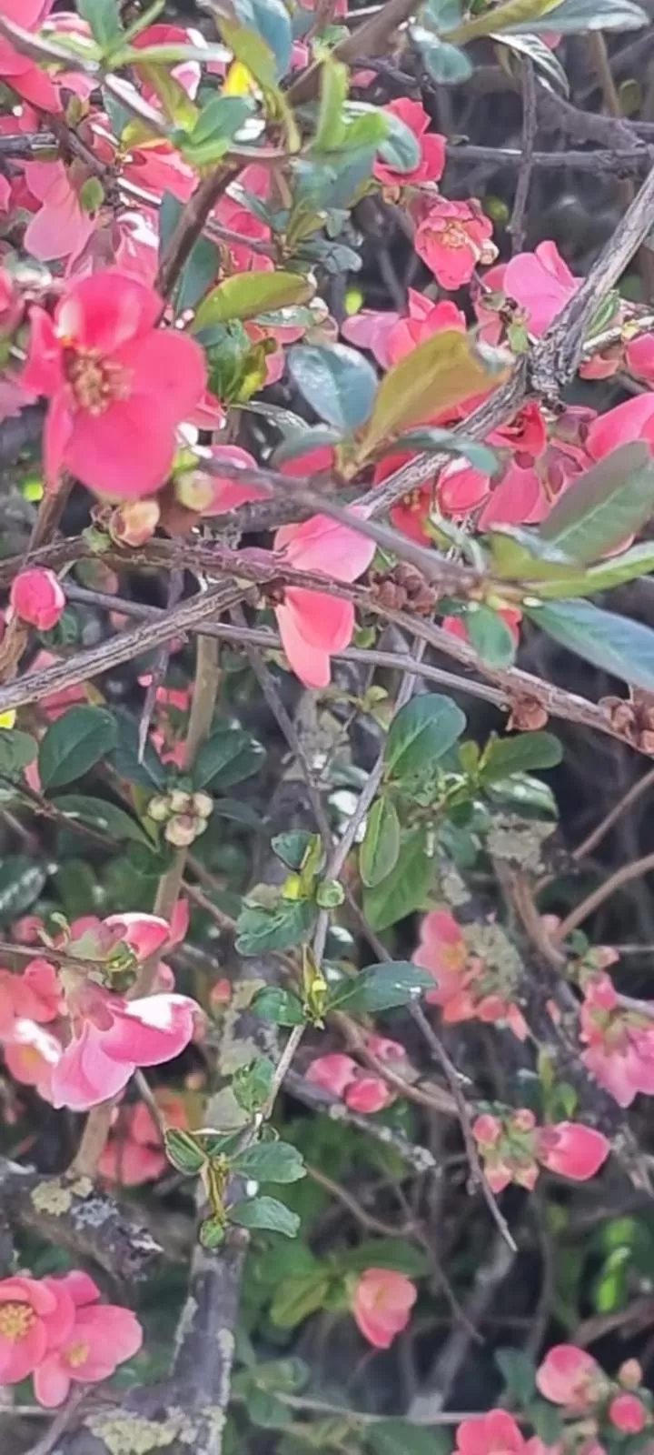 Natural landscape, Garden in Hotel Engel