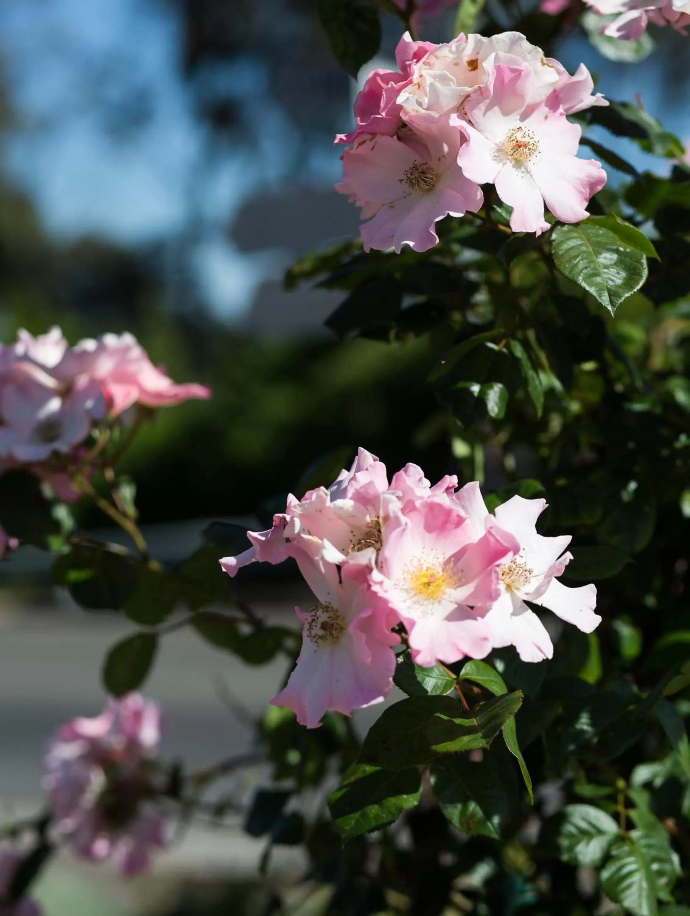Garden in Willows Motel