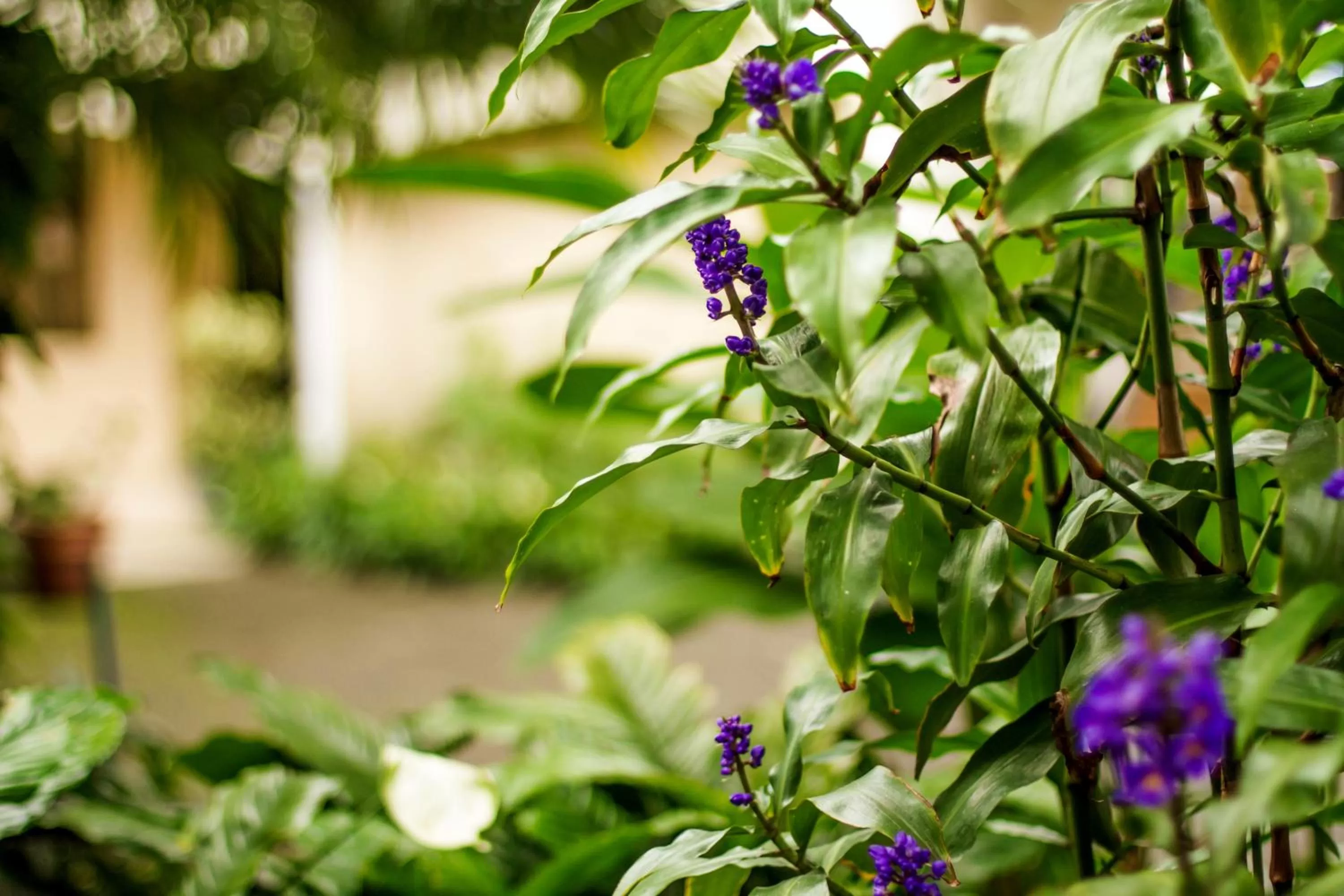 Garden in La Riviera Hotel