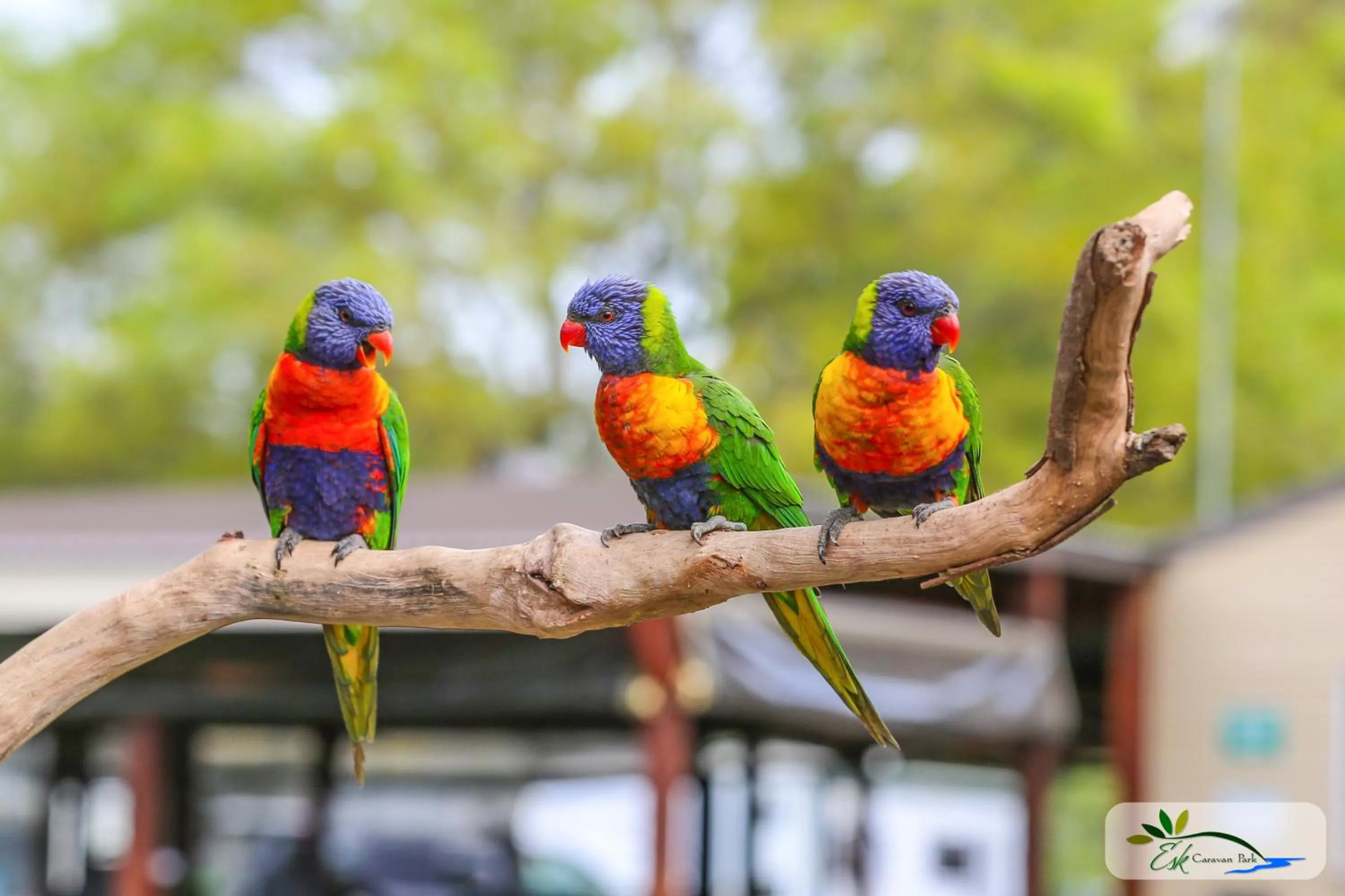 Animals in Esk Caravan Park & Rail Trail Motel