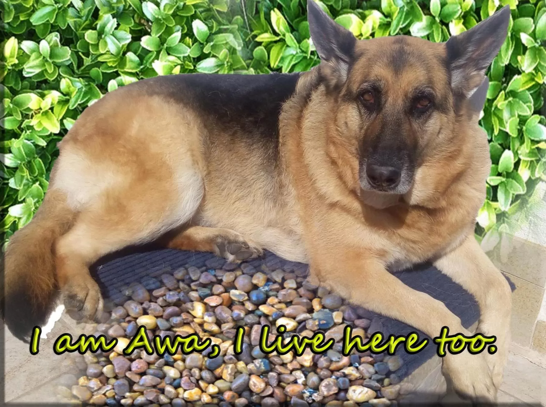 Animals, Pets in B&B La Via dell'Ambra