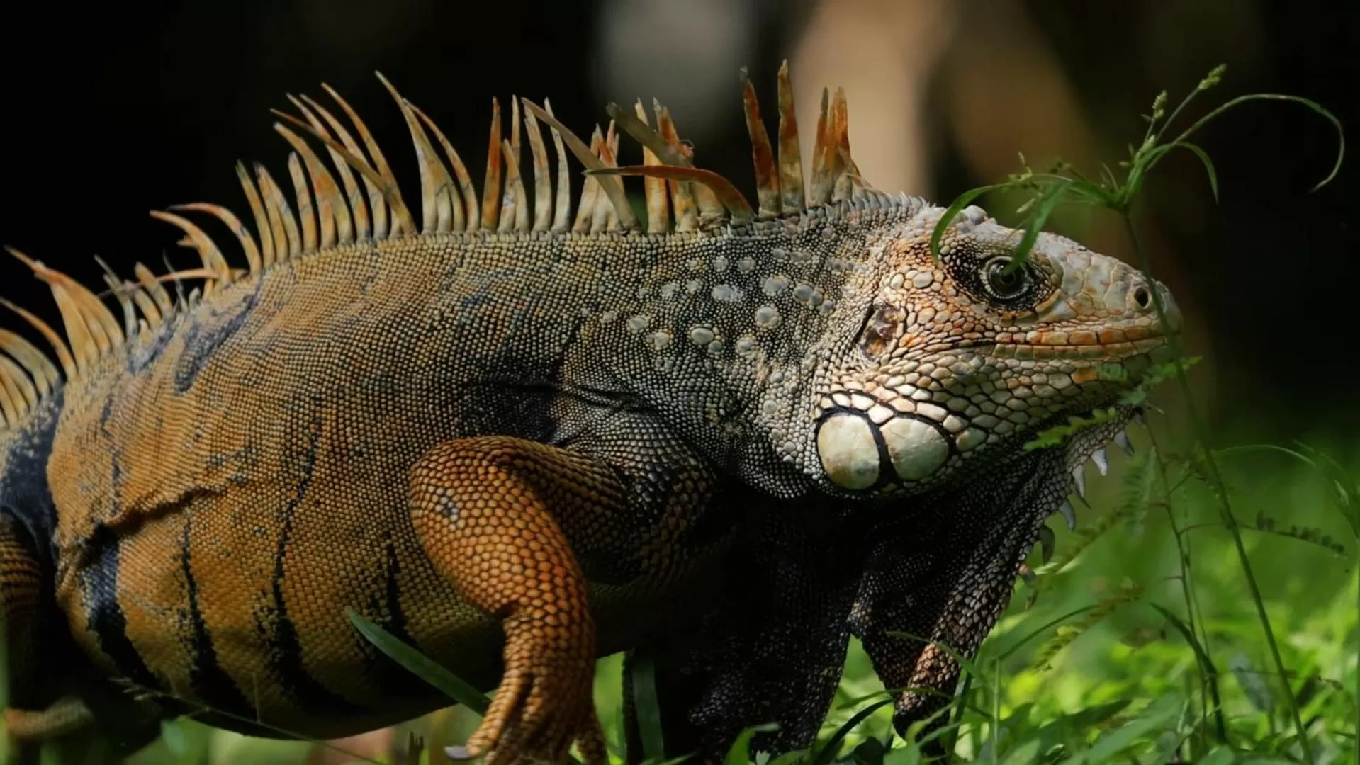 Other Animals in Los Robles Capurgana