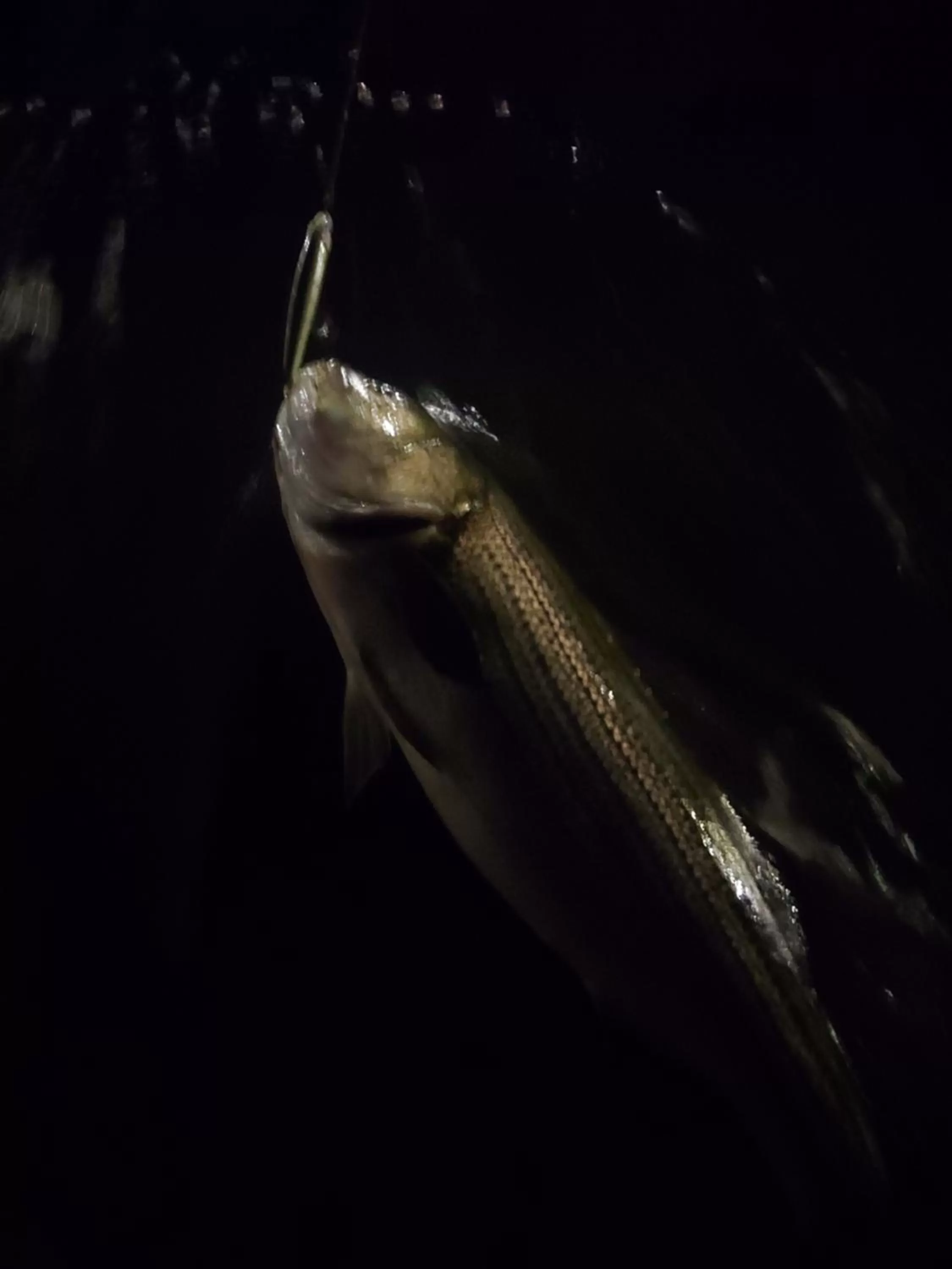 Other Animals in Herring Run Motel and Tiny Cabins