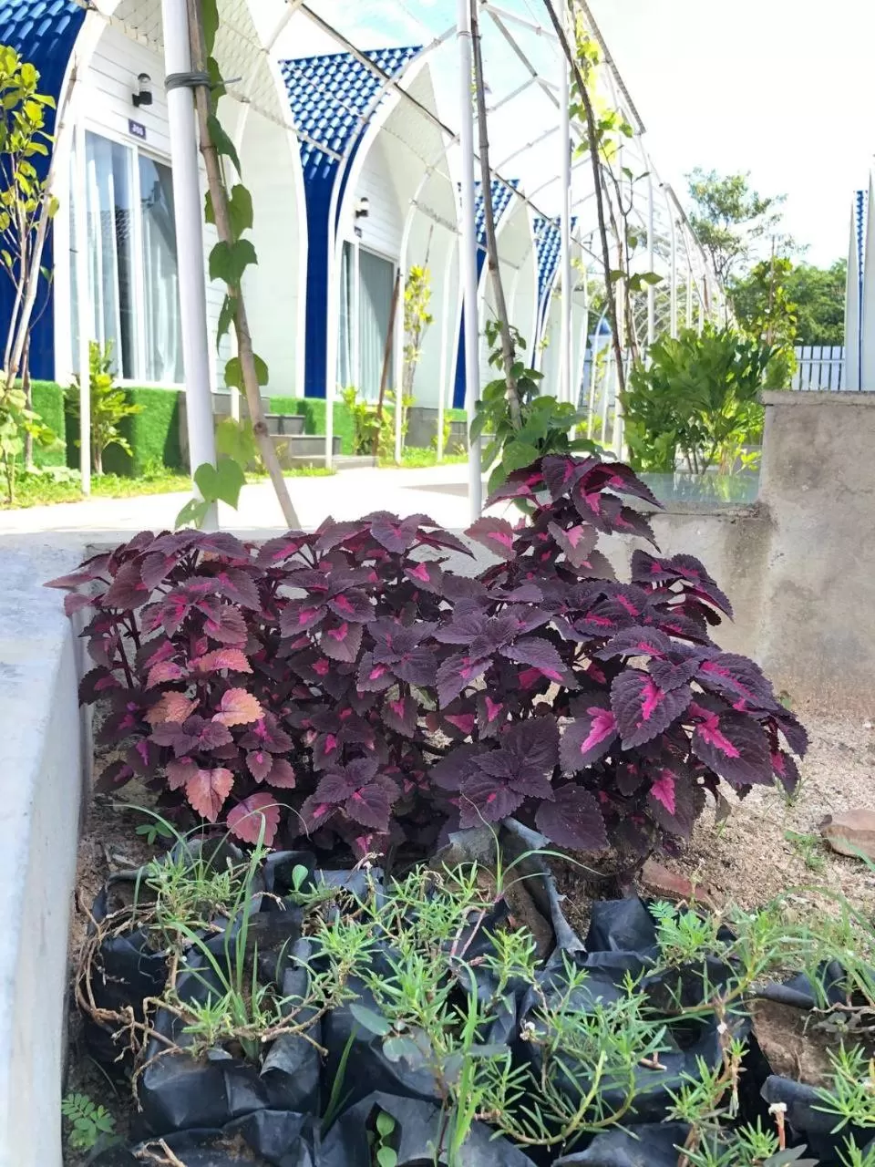 Garden in Jasmine River Front