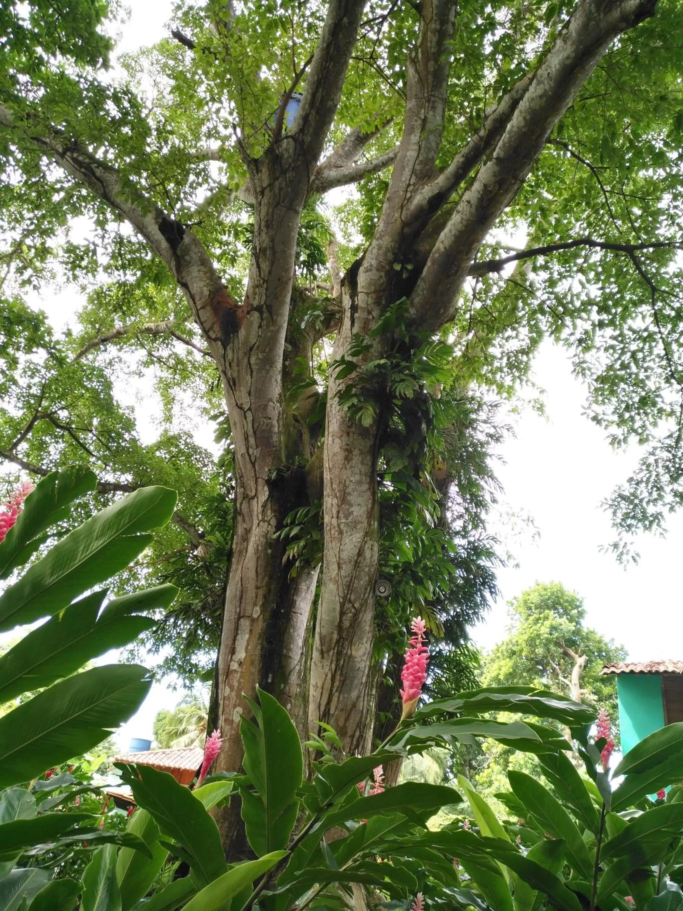 Garden in Los Robles Capurgana